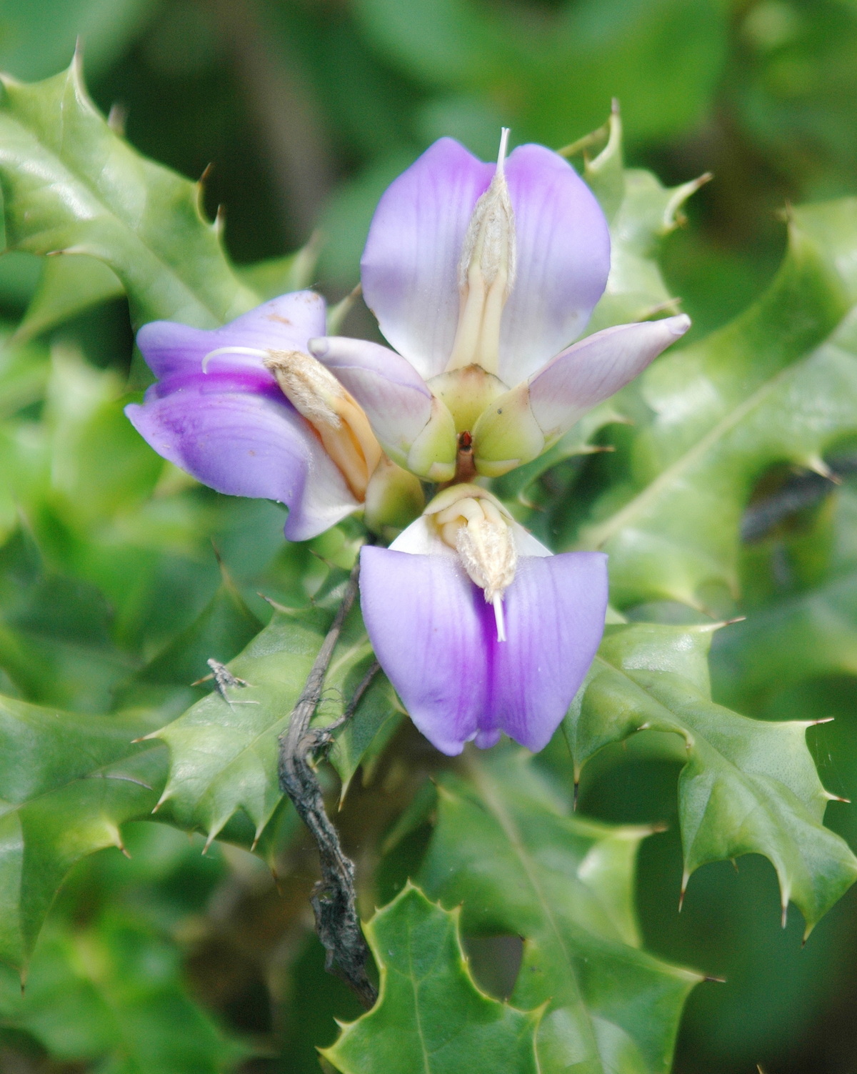 𝘈𝘤𝘢𝘯𝘵𝘩𝘶𝘴 𝘪𝘭𝘪𝘤𝘪𝘧𝘰𝘭𝘪𝘶𝘴 老鼠簕