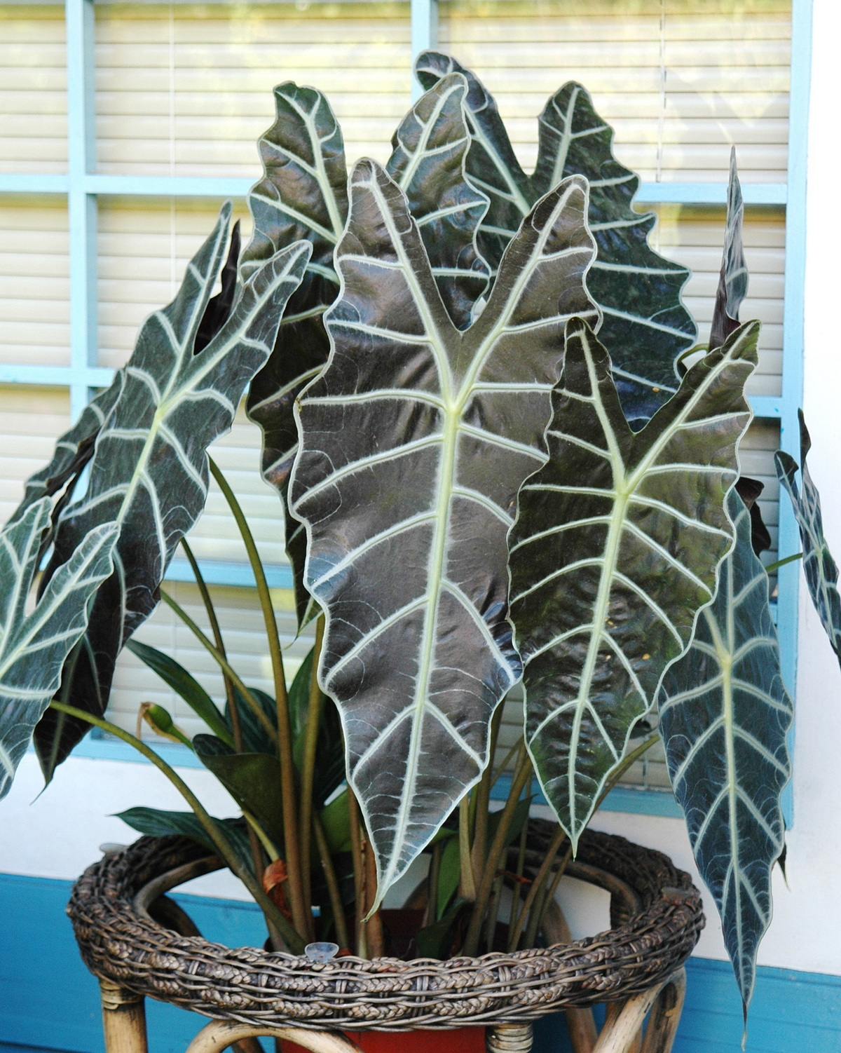 𝘈𝘭𝘰𝘤𝘢𝘴𝘪𝘢 ‘Amazonica’ 亞馬遜觀音蓮