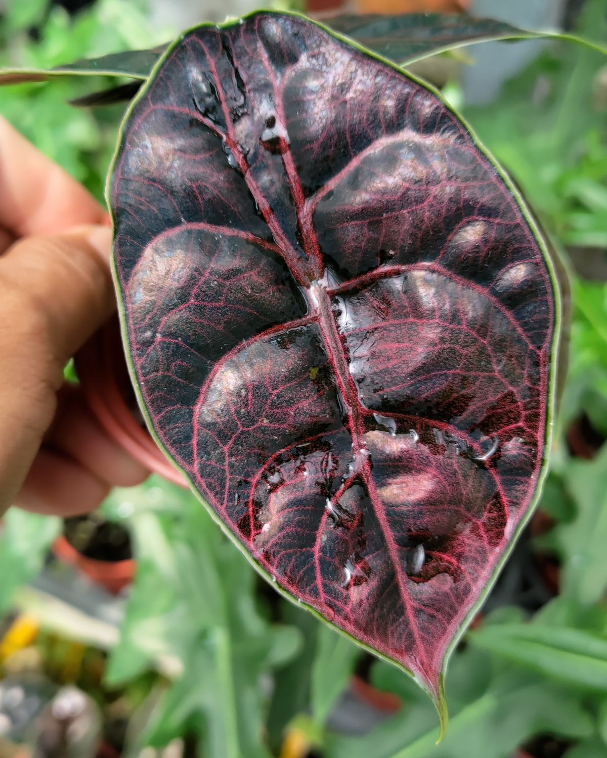 𝘈𝘭𝘰𝘤𝘢𝘴𝘪𝘢 𝘢𝘻𝘭𝘢𝘯𝘪𝘪 汶萊新星觀音蓮