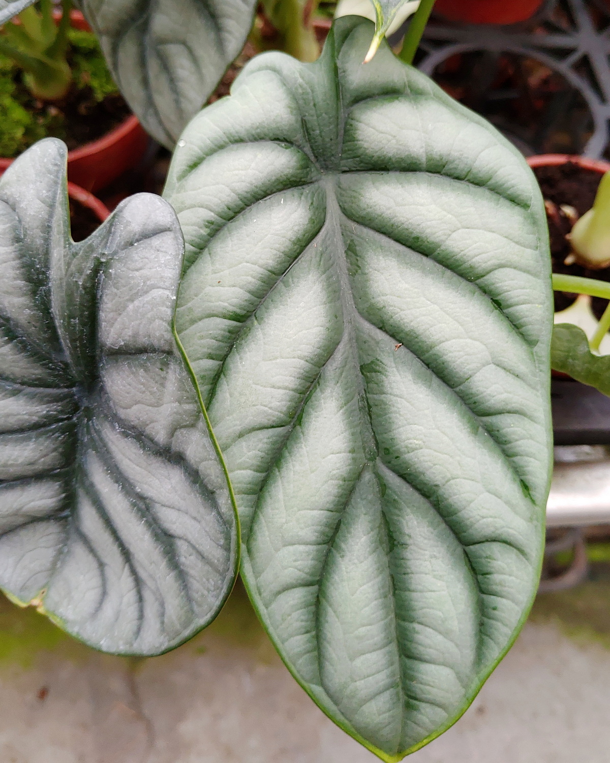 𝘈𝘭𝘰𝘤𝘢𝘴𝘪𝘢 𝘣𝘢𝘨𝘪𝘯𝘥𝘢 ‘Silver Dragon’ 銀龍觀音蓮