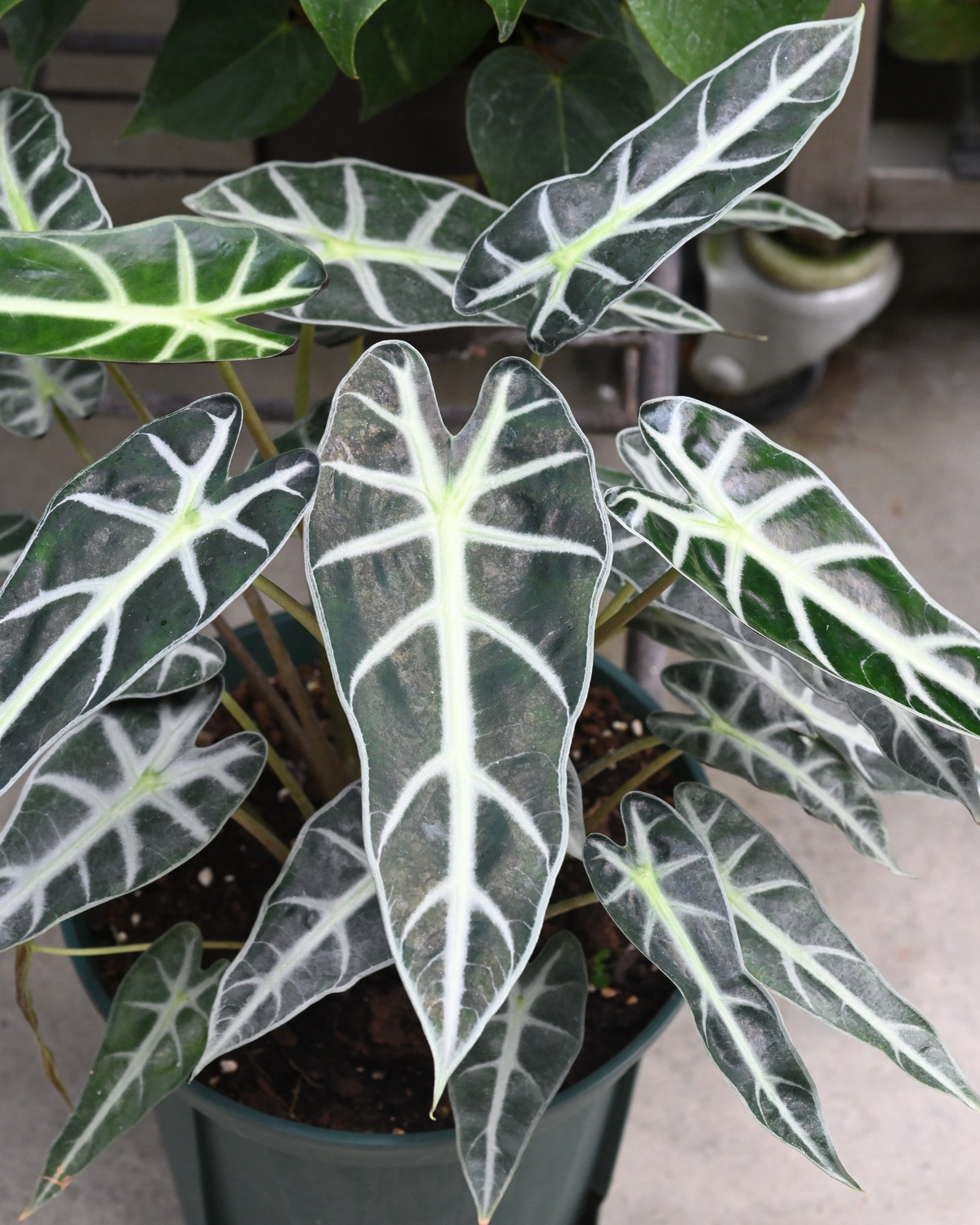 𝘈𝘭𝘰𝘤𝘢𝘴𝘪𝘢 ‘Bambino’ 小仙女觀音蓮