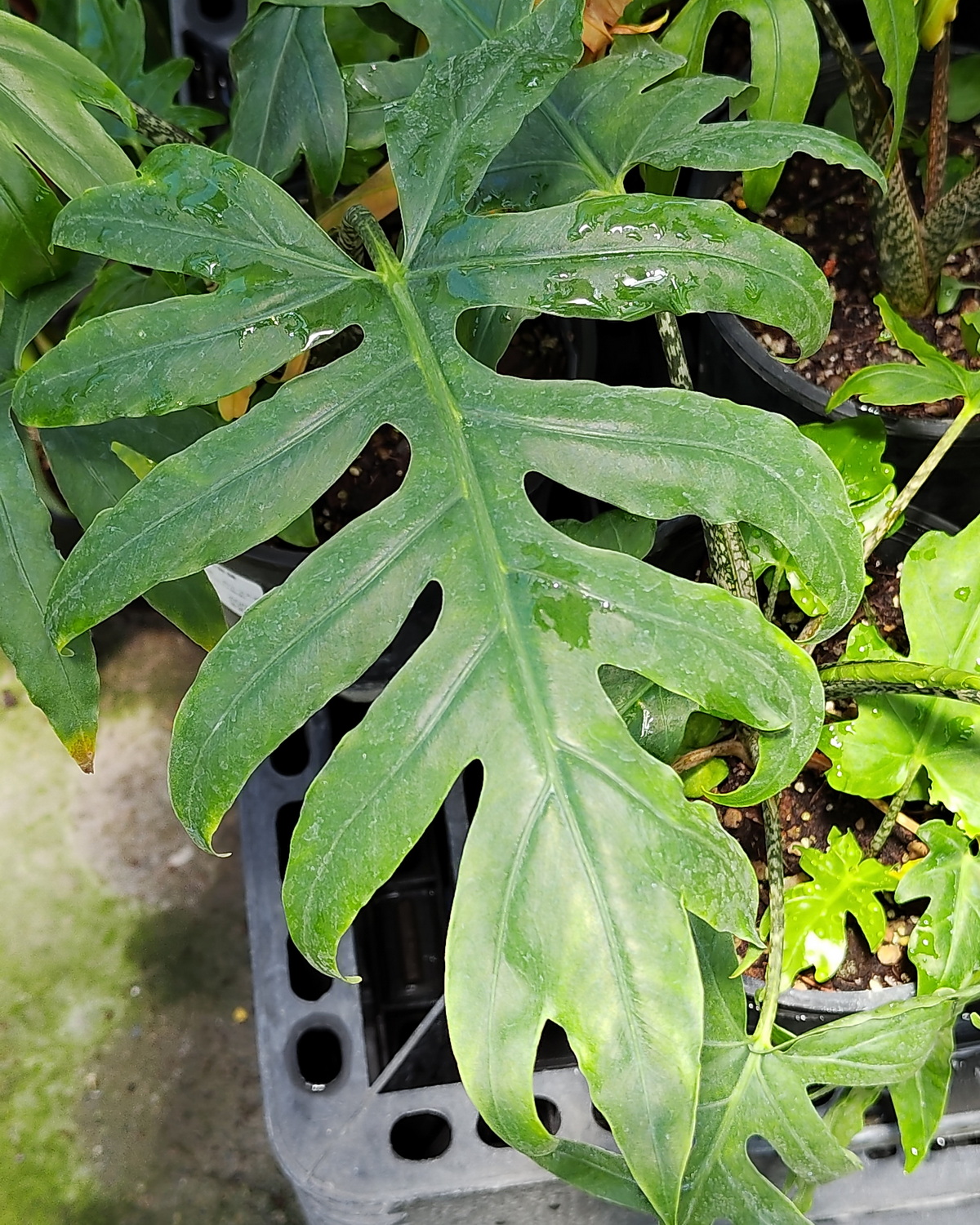 𝘈𝘭𝘰𝘤𝘢𝘴𝘪𝘢 𝘣𝘳𝘢𝘯𝘤𝘪𝘧𝘰𝘭𝘪𝘢 羽裂觀音蓮