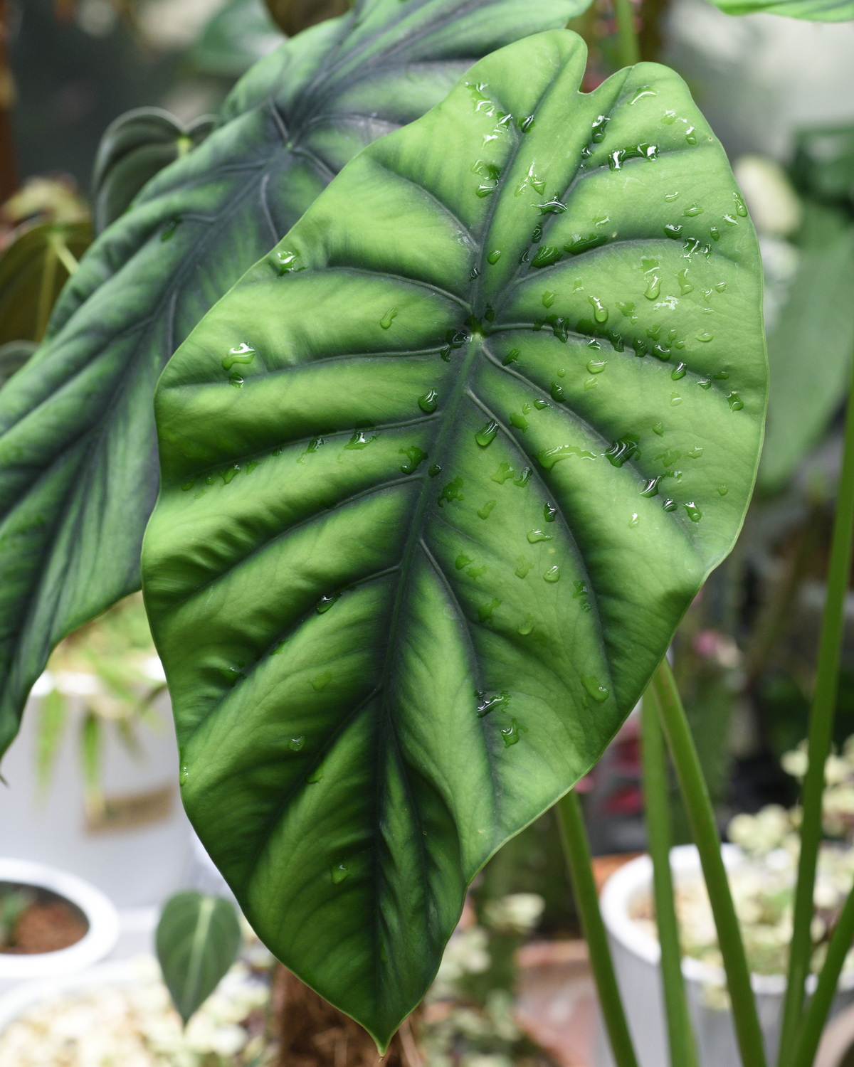 Alocasia clypeolata
