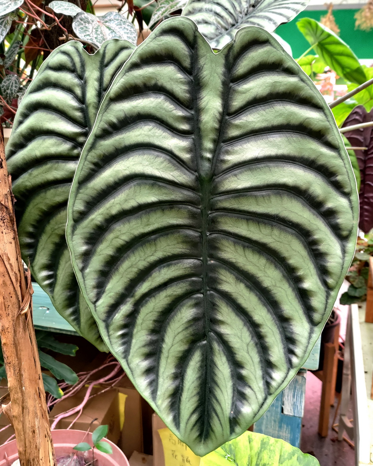 𝘈𝘭𝘰𝘤𝘢𝘴𝘪𝘢 𝘤𝘶𝘱𝘳𝘦𝘢 龜甲觀音蓮