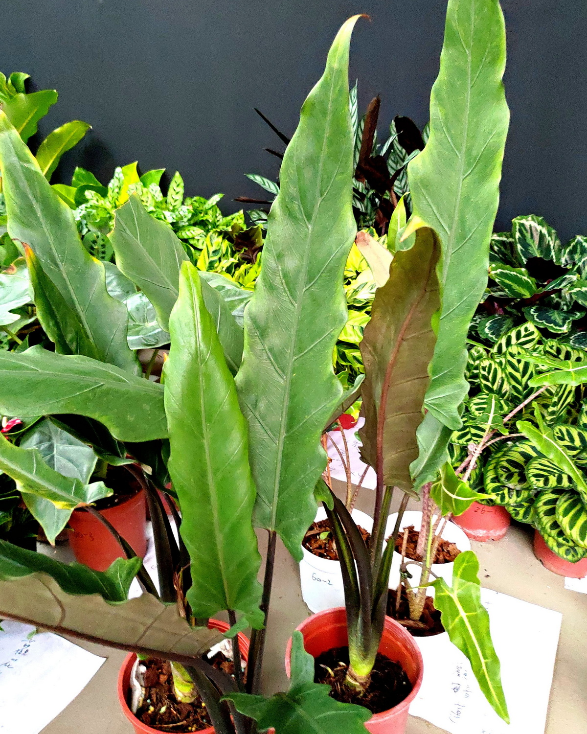 𝘈𝘭𝘰𝘤𝘢𝘴𝘪𝘢 𝘭𝘢𝘶𝘵𝘦𝘳𝘣𝘢𝘤𝘩𝘪𝘢𝘯𝘢 戟葉觀音蓮