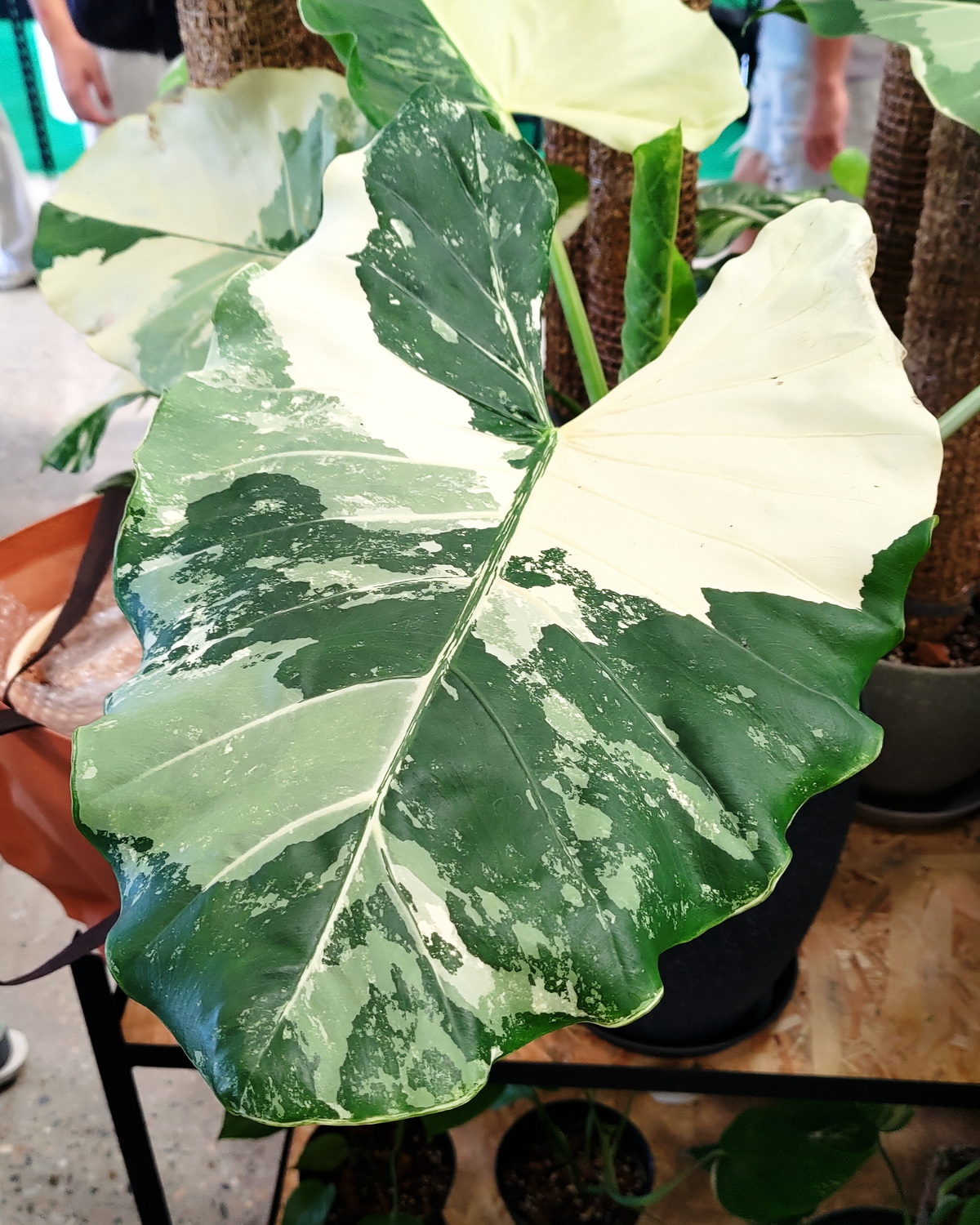 𝘈𝘭𝘰𝘤𝘢𝘴𝘪𝘢 𝘮𝘢𝘤𝘳𝘰𝘳𝘳𝘩𝘪𝘻𝘰𝘴 ‘Variegata’ 斑葉蘭嶼姑婆芋