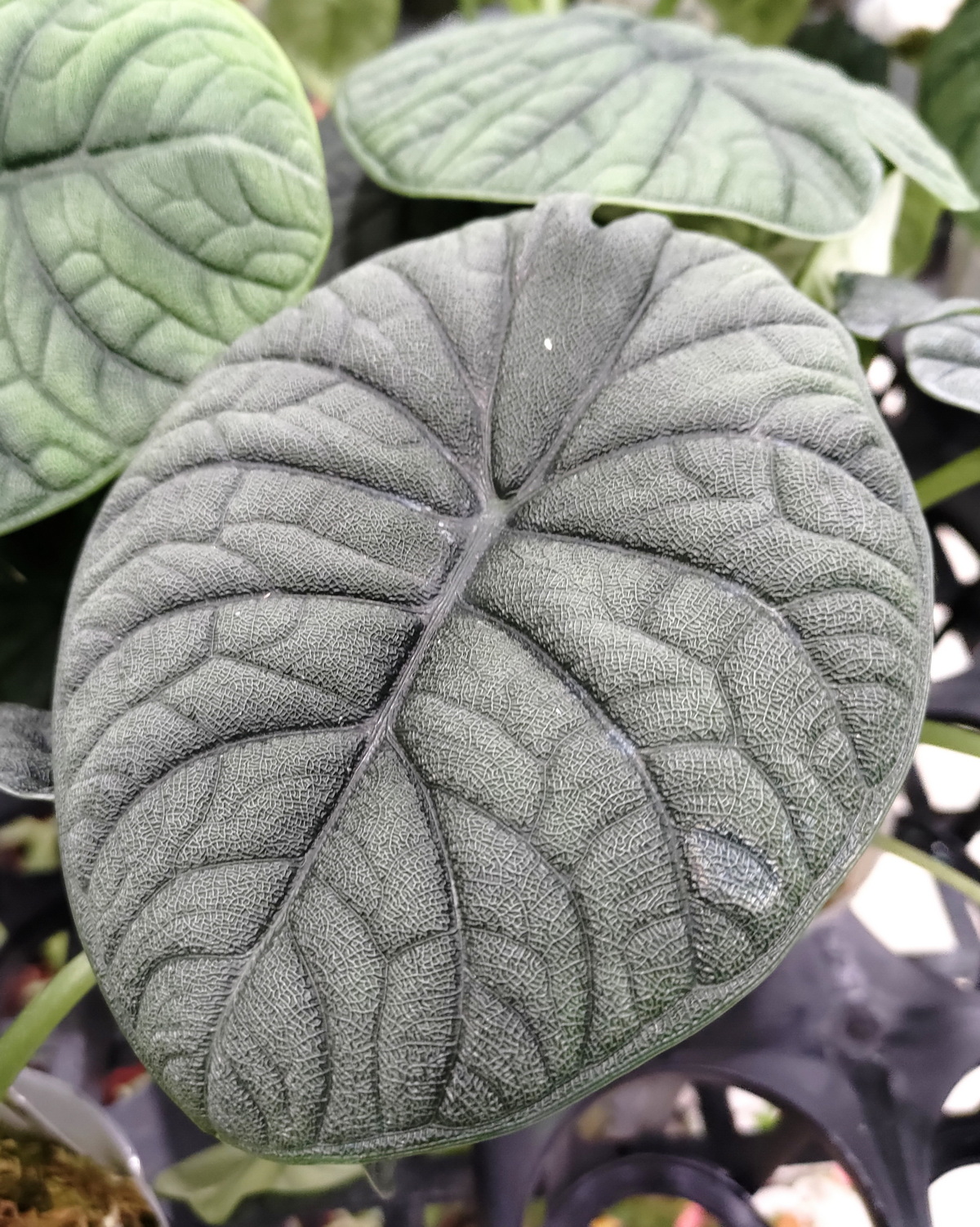 𝘈𝘭𝘰𝘤𝘢𝘴𝘪𝘢 𝘮𝘦𝘭𝘰 犀牛觀音蓮