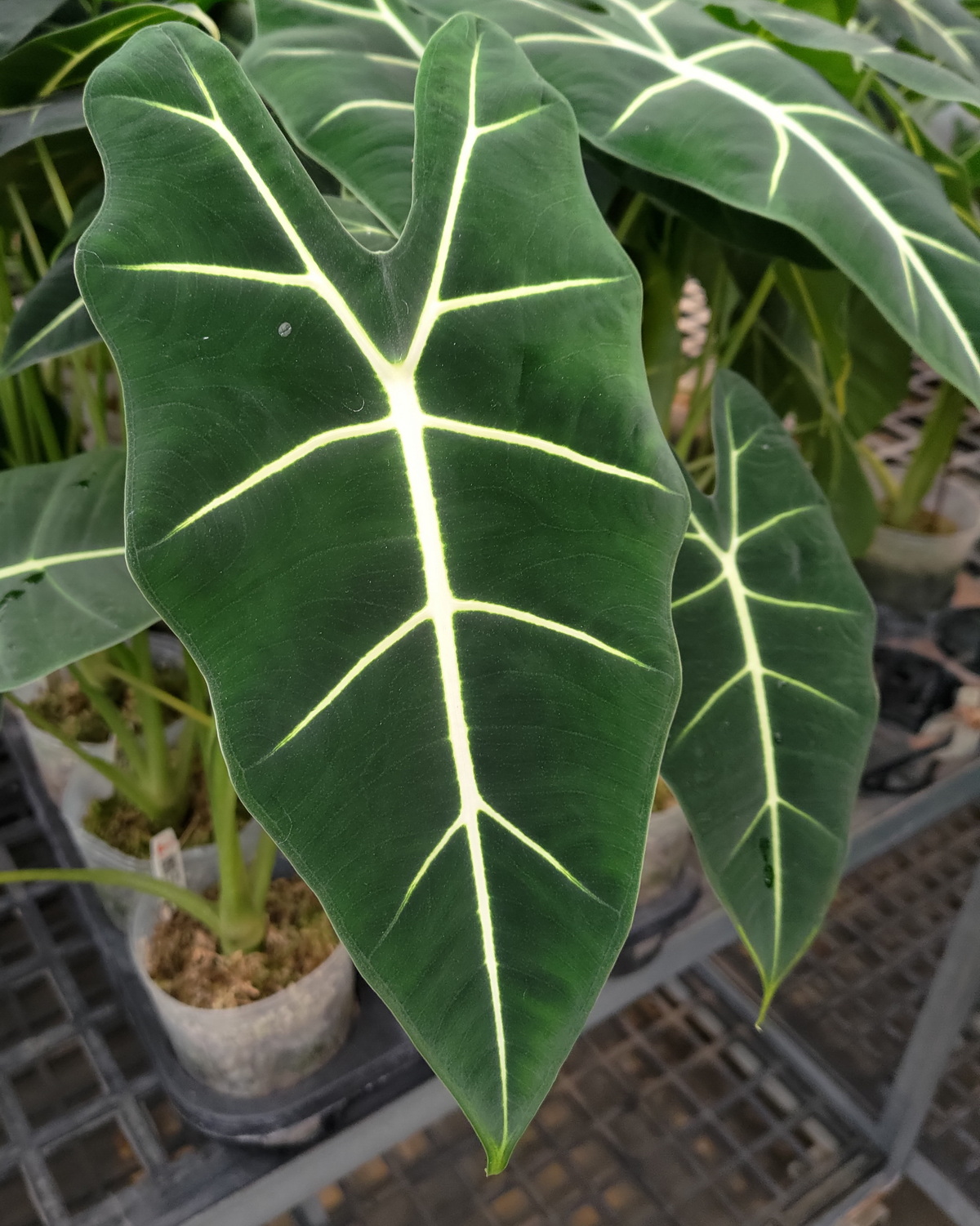 𝘈𝘭𝘰𝘤𝘢𝘴𝘪𝘢 𝘮𝘪𝘤𝘩𝘰𝘭𝘪𝘵𝘻𝘪𝘢𝘯𝘢 絨葉觀音蓮