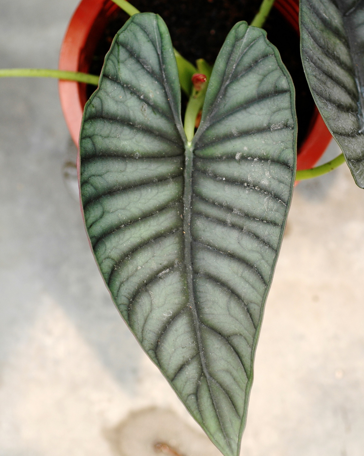 Alocasia nebula