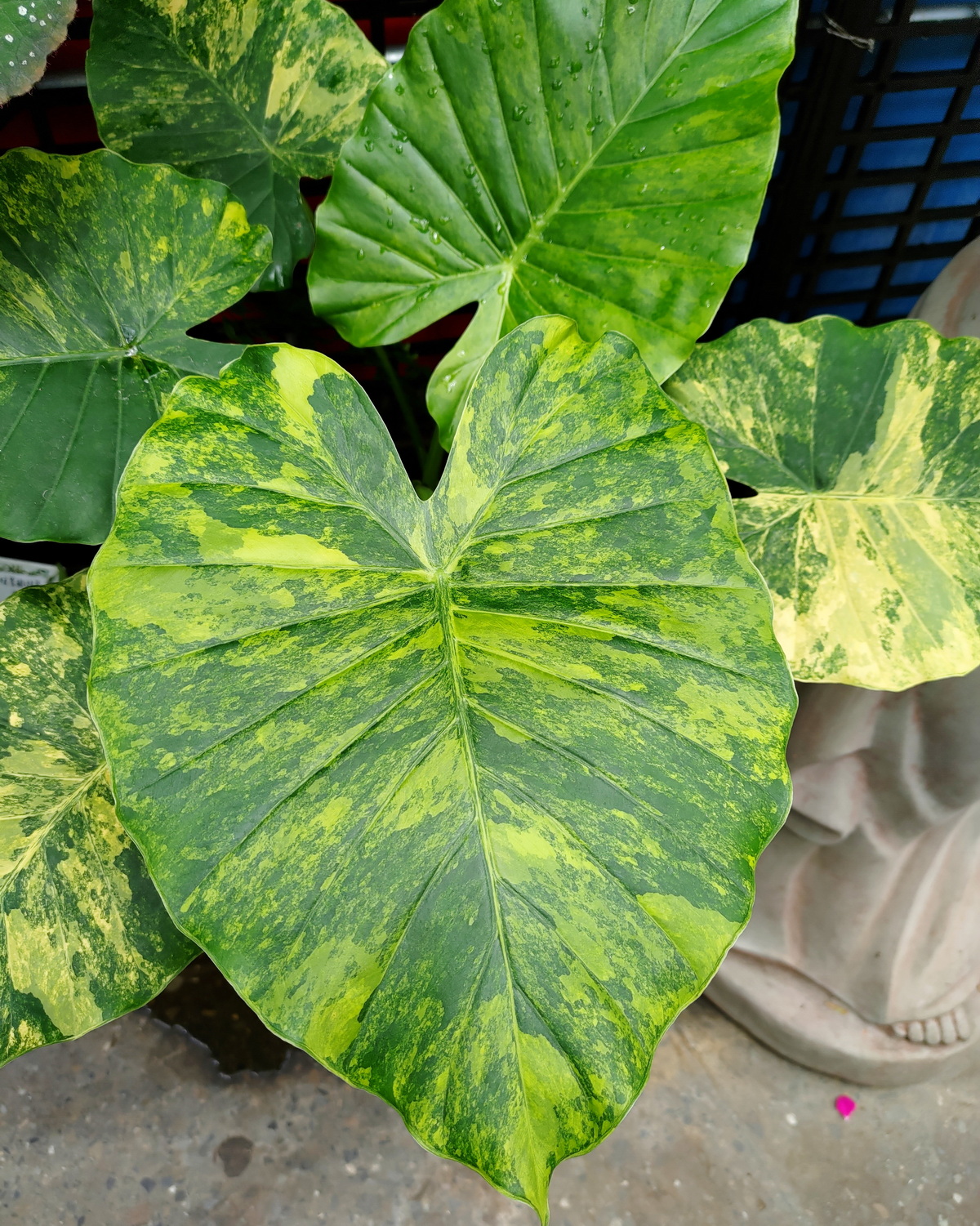 Alocasia odora 'Aurea-Variegata'