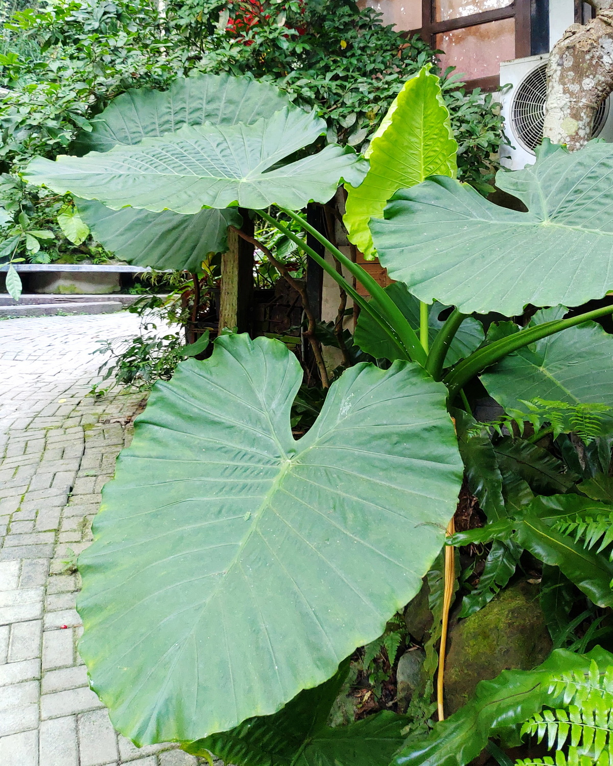 𝘈𝘭𝘰𝘤𝘢𝘴𝘪𝘢 𝘰𝘥𝘰𝘳𝘢 姑婆芋