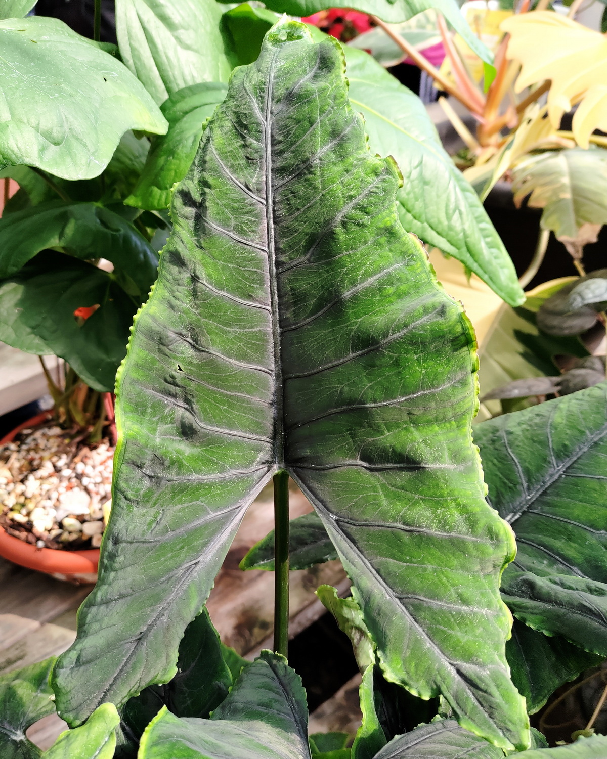 𝘈𝘭𝘰𝘤𝘢𝘴𝘪𝘢 ‘Olanii’ 歐拉尼觀音蓮