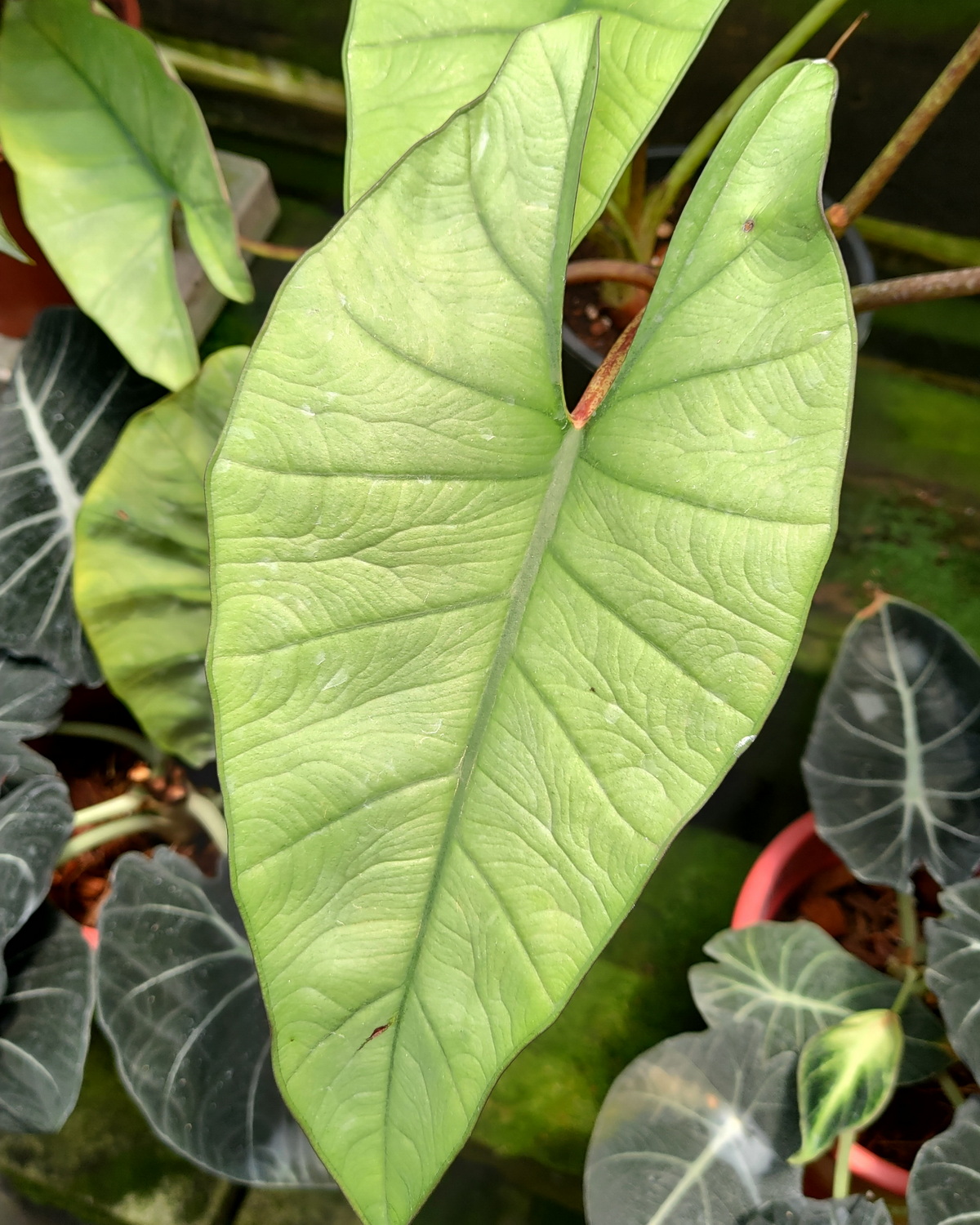 𝘈𝘭𝘰𝘤𝘢𝘴𝘪𝘢 ‘Platinum’ 鉑金觀音蓮