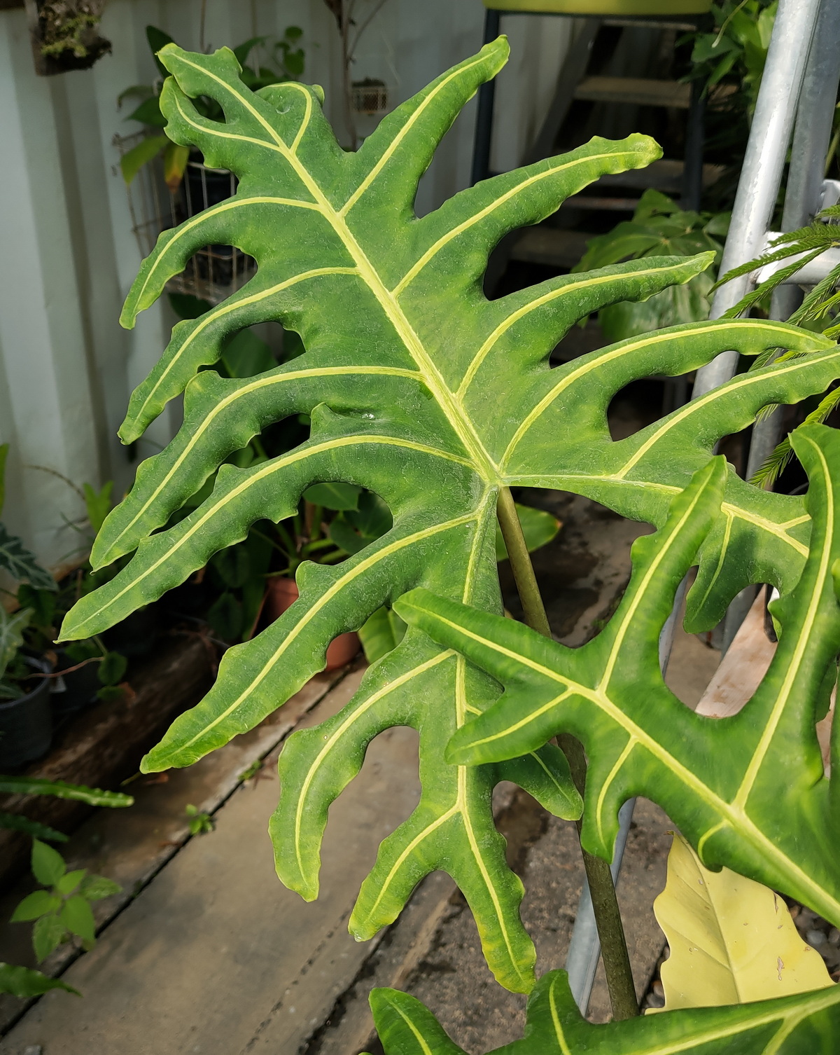 𝘈𝘭𝘰𝘤𝘢𝘴𝘪𝘢 𝘱𝘰𝘳𝘵𝘦𝘪 波特觀音蓮