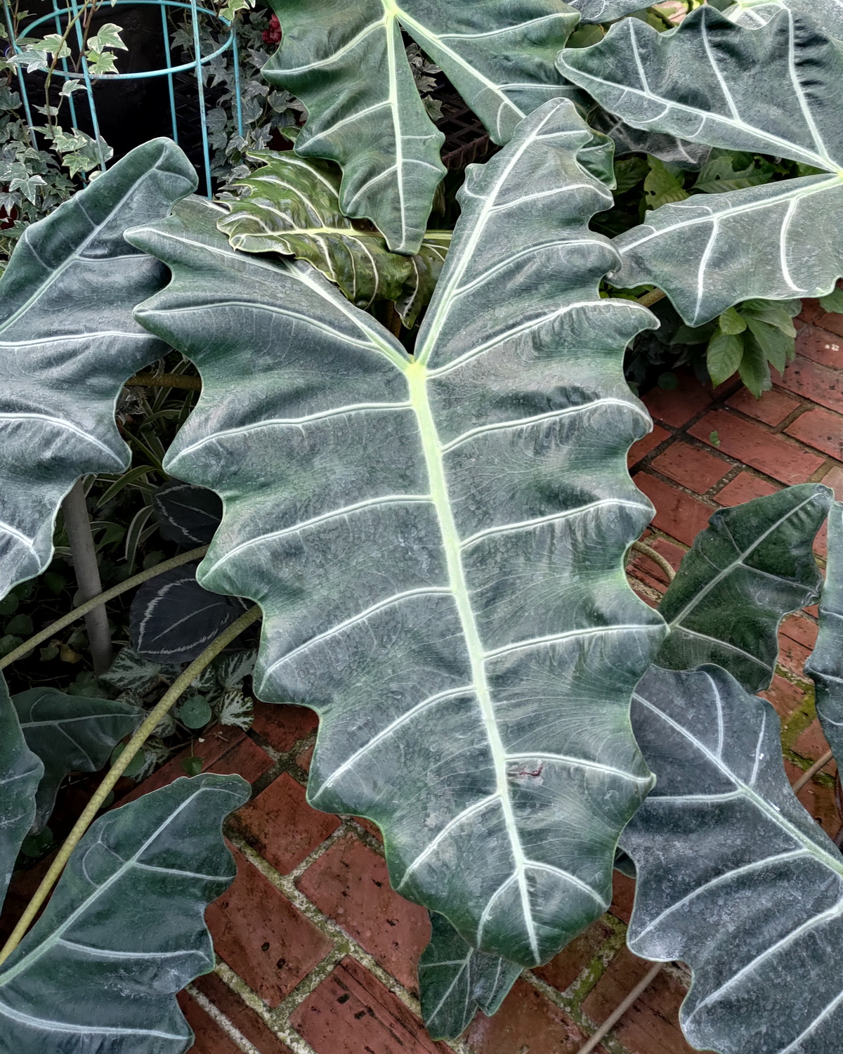 𝘈𝘭𝘰𝘤𝘢𝘴𝘪𝘢 𝘱𝘴𝘦𝘶𝘥𝘰𝘴𝘢𝘯𝘥𝘦𝘳𝘪𝘢𝘯𝘢 擬桑德觀音蓮