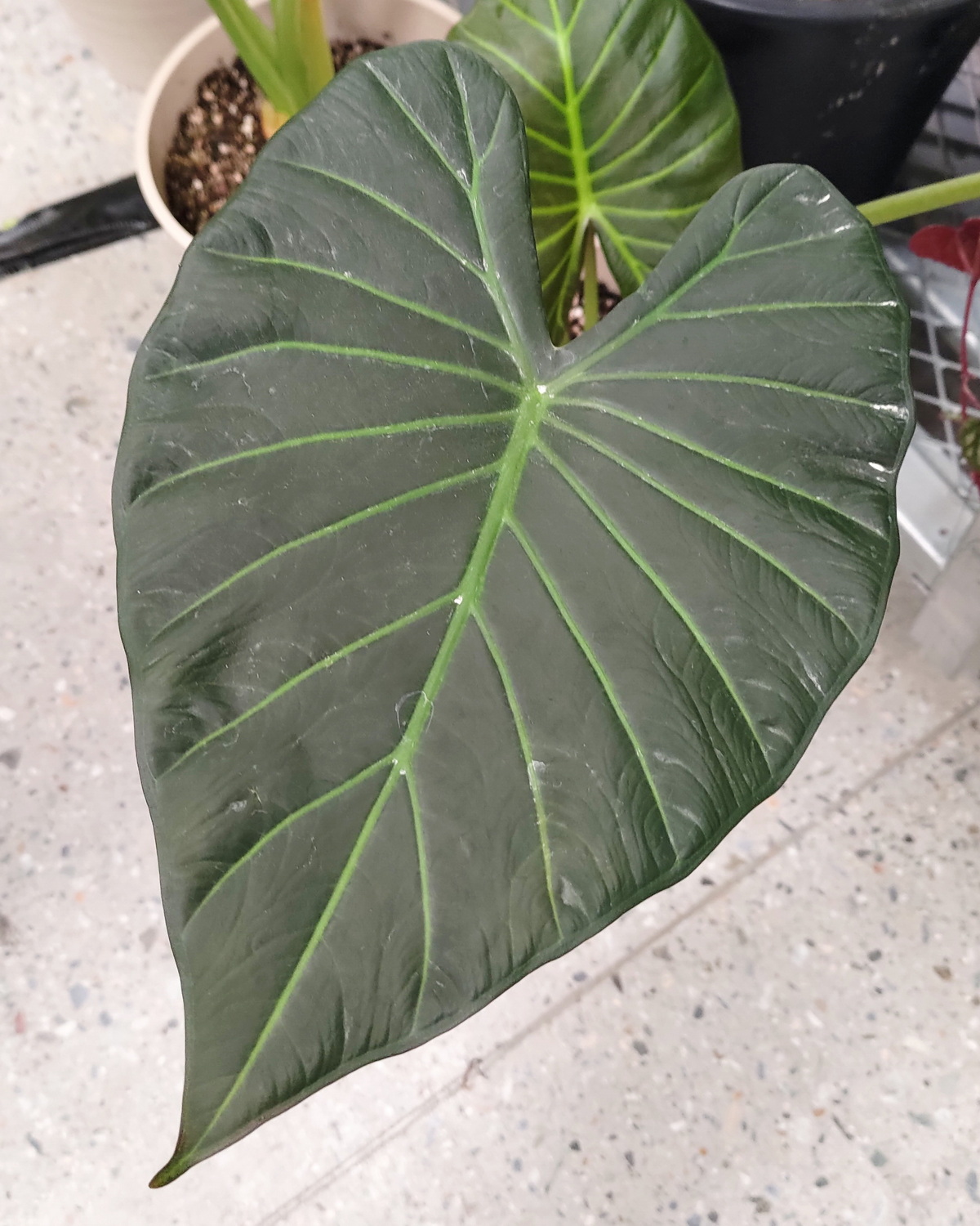 Alocasia โRegal Shieldโ