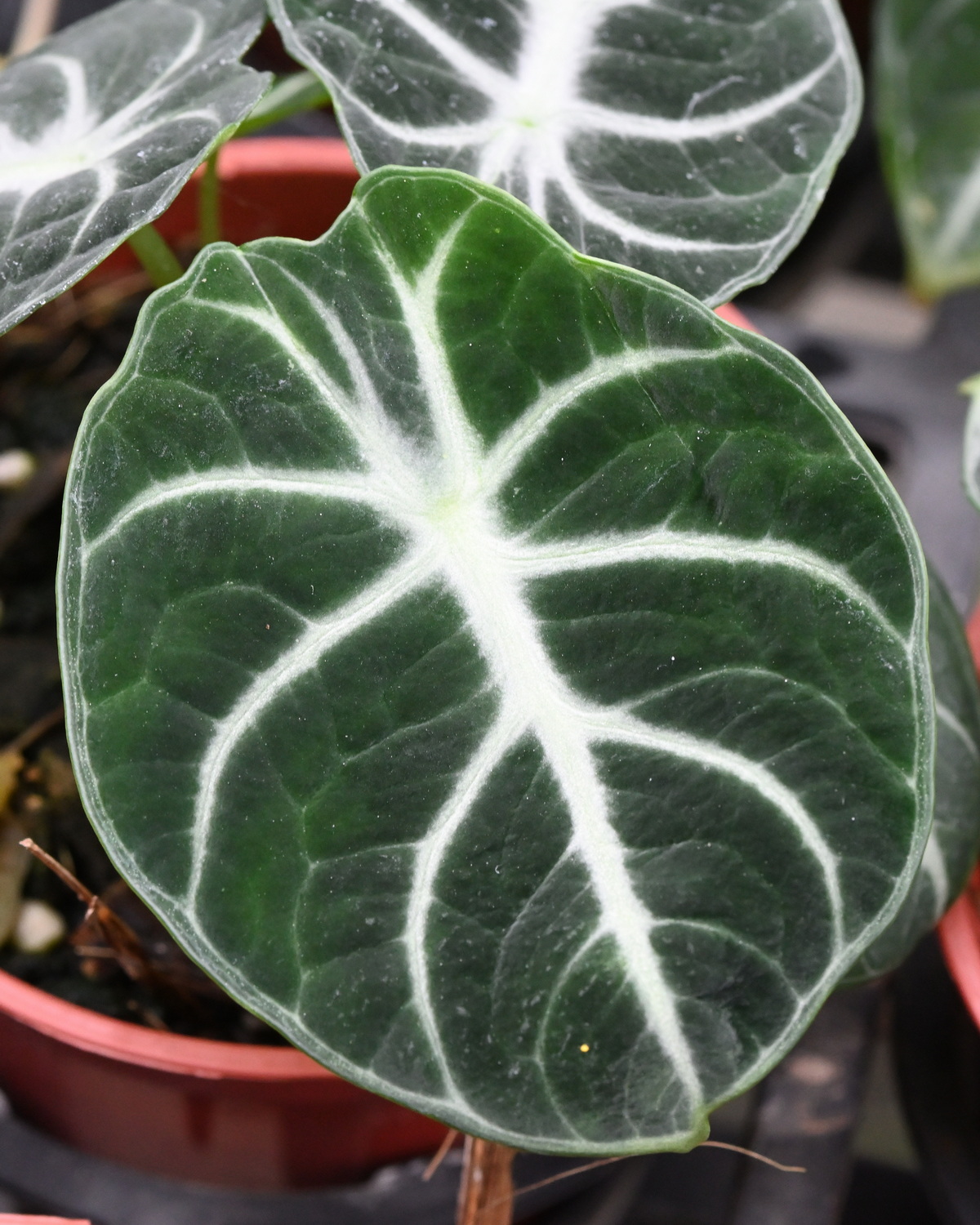 𝘈𝘭𝘰𝘤𝘢𝘴𝘪𝘢 𝘳𝘦𝘨𝘪𝘯𝘶𝘭𝘢 黑絲絨觀音蓮