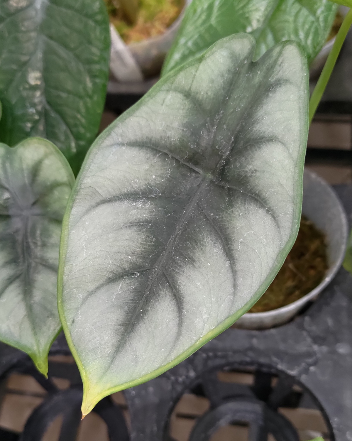 𝘈𝘭𝘰𝘤𝘢𝘴𝘪𝘢 𝘳𝘦𝘷𝘦𝘳𝘴𝘢 明脈觀音蓮