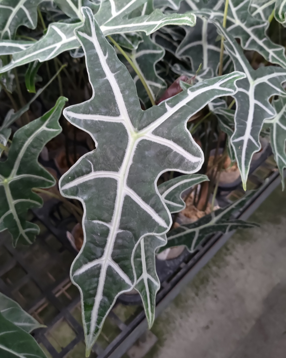 𝘈𝘭𝘰𝘤𝘢𝘴𝘪𝘢 𝘴𝘢𝘯𝘥𝘦𝘳𝘪𝘢𝘯𝘢 桑德觀音蓮