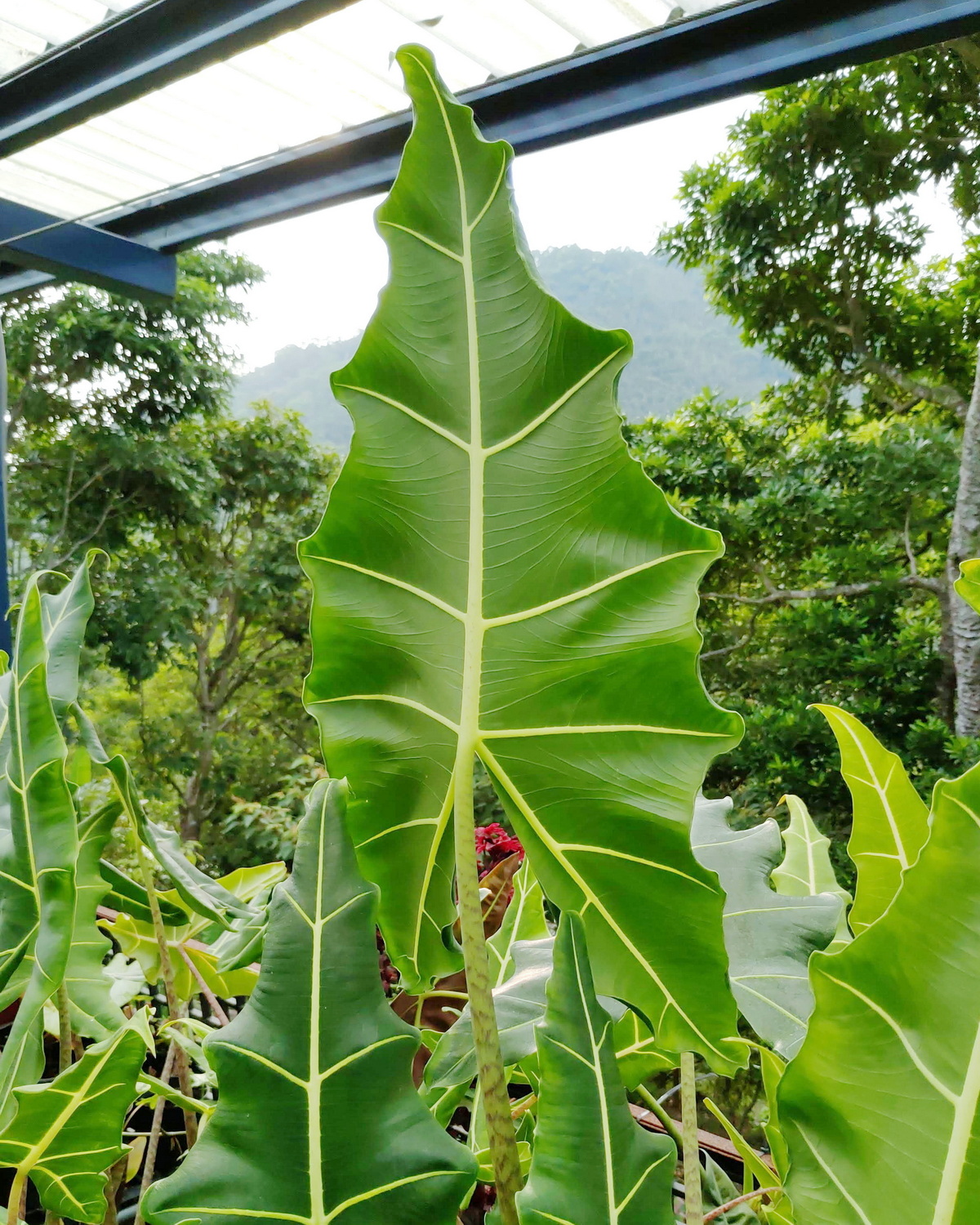 𝘈𝘭𝘰𝘤𝘢𝘴𝘪𝘢 ‘Sarian’ 薩利安觀音蓮