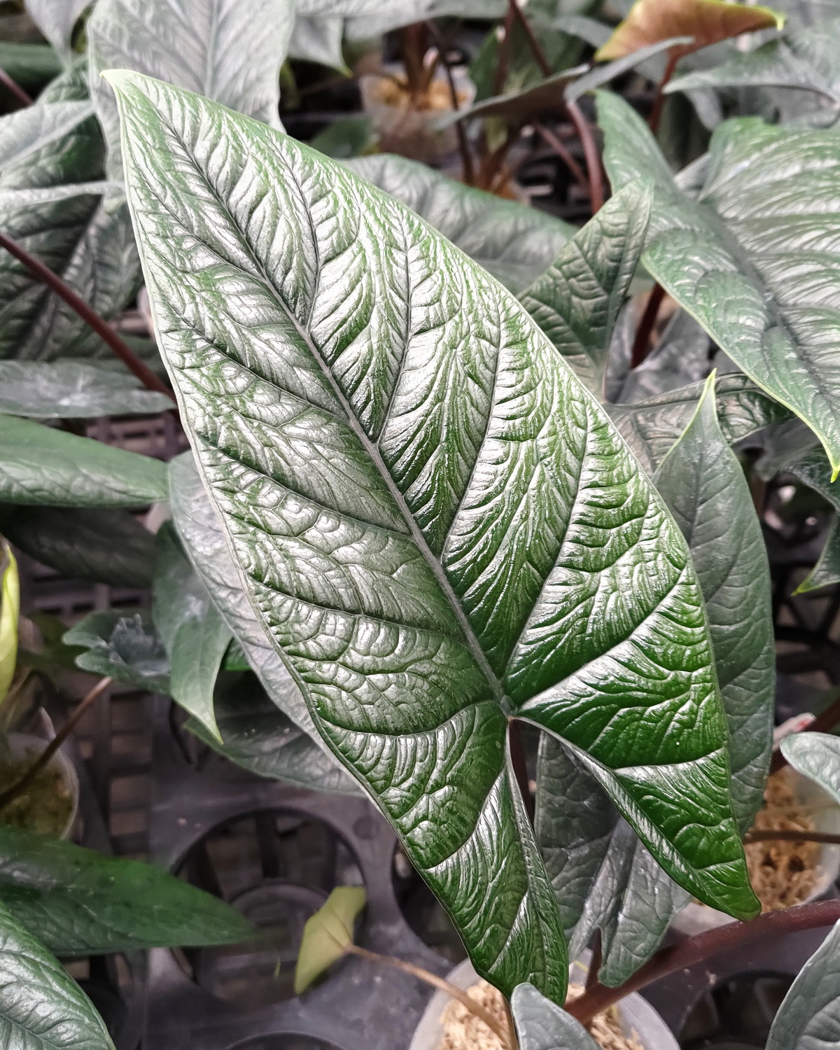 𝘈𝘭𝘰𝘤𝘢𝘴𝘪𝘢 𝘴𝘤𝘢𝘭𝘱𝘳𝘶𝘮 甲骨文觀音蓮