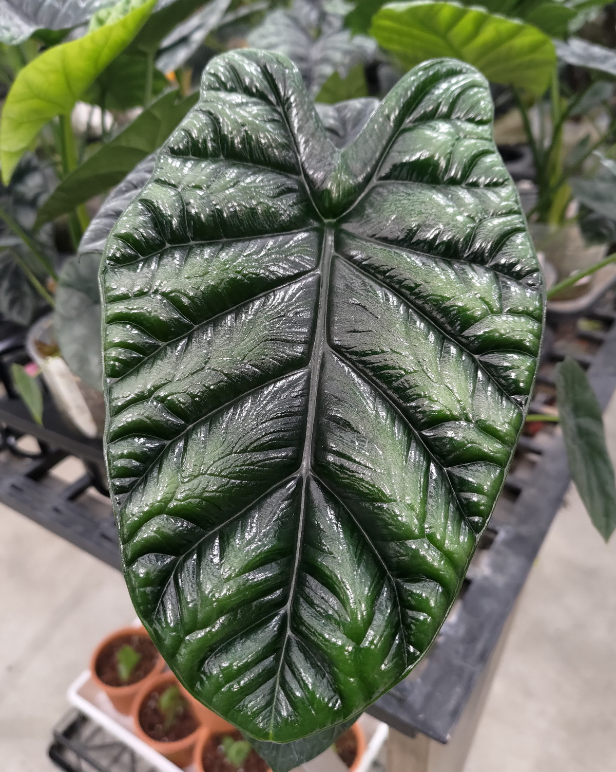 𝘈𝘭𝘰𝘤𝘢𝘴𝘪𝘢 𝘴𝘪𝘯𝘶𝘢𝘵𝘢 浮雕觀音蓮