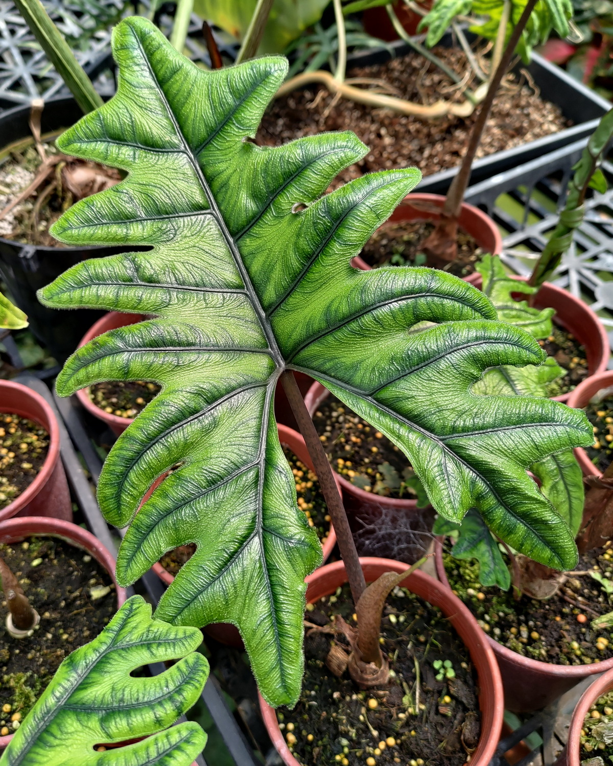Alocasia tandurusa