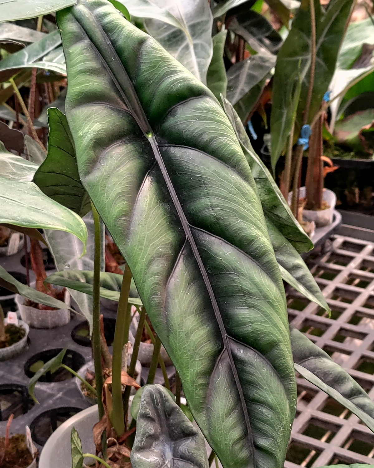 𝘈𝘭𝘰𝘤𝘢𝘴𝘪𝘢 𝘳𝘦𝘷𝘦𝘳𝘴𝘢 長貝觀音蓮