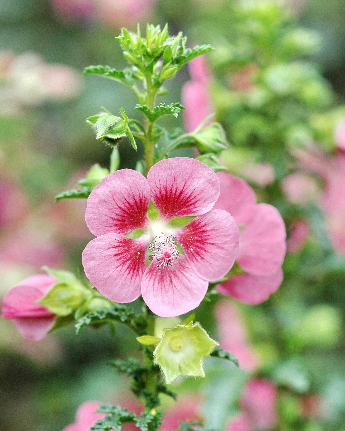 Anisodontea capensis
