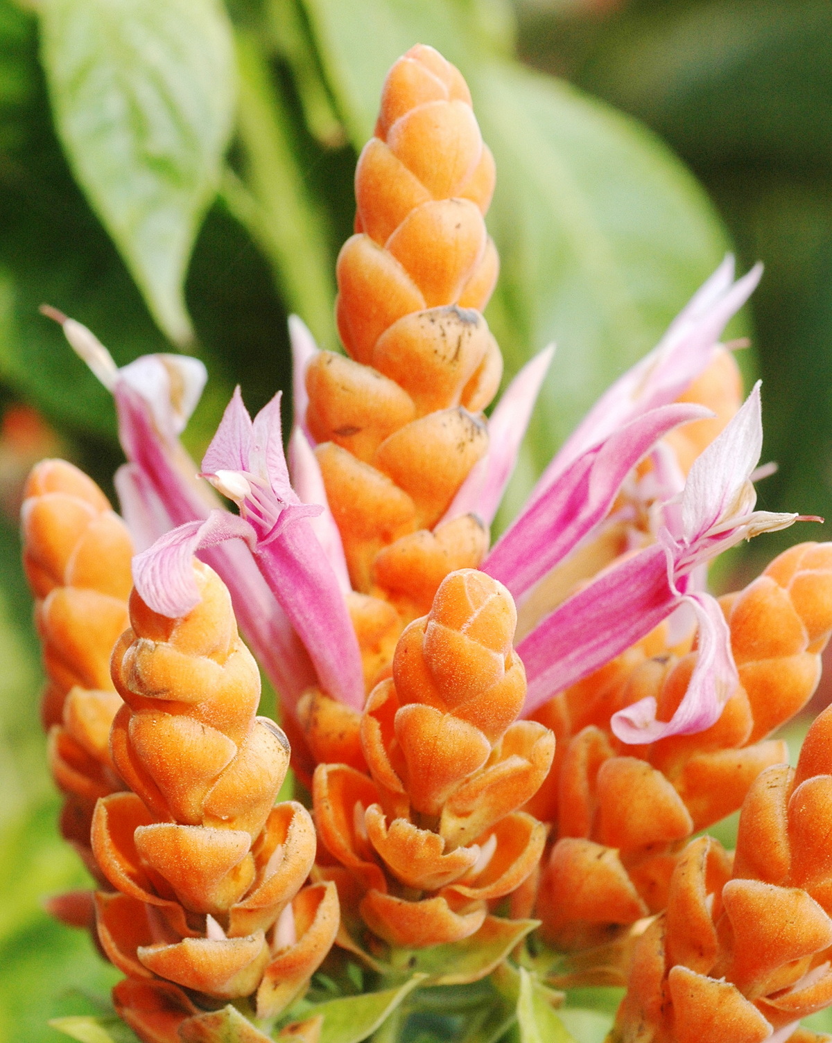 Aphelandra sinclairiana