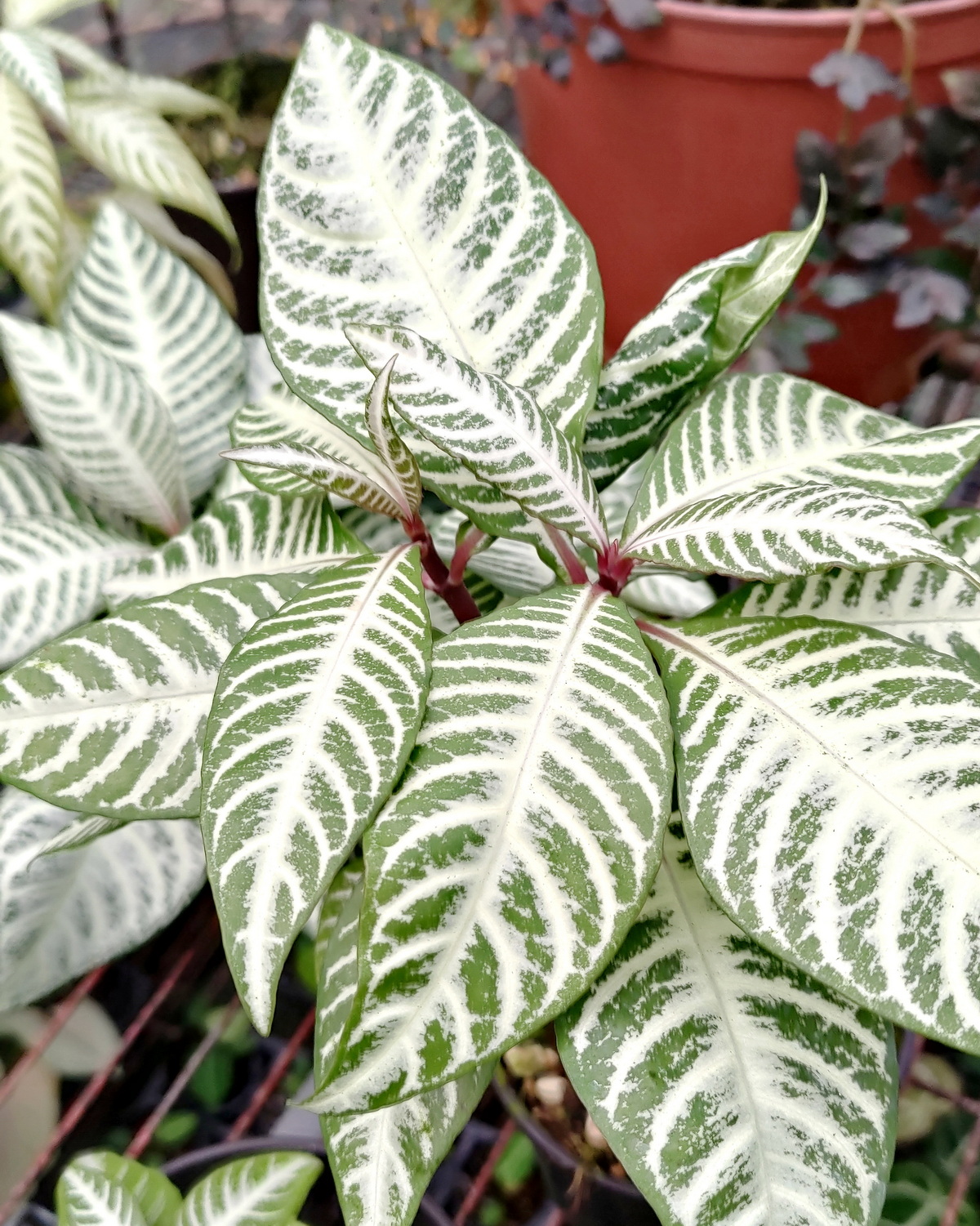 𝘈𝘱𝘩𝘦𝘭𝘢𝘯𝘥𝘳𝘢 𝘴𝘲𝘶𝘢𝘳𝘳𝘰𝘴𝘢 ‘Snow White’ 雪白金脈單藥花