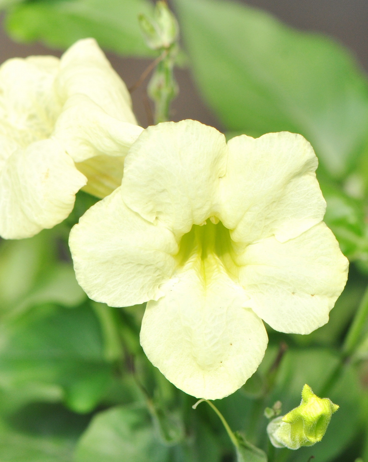 𝘈𝘴𝘺𝘴𝘵𝘢𝘴𝘪𝘢 𝘨𝘢𝘯𝘨𝘦𝘵𝘪𝘤𝘢 ‘Alba’ 白花赤道櫻草