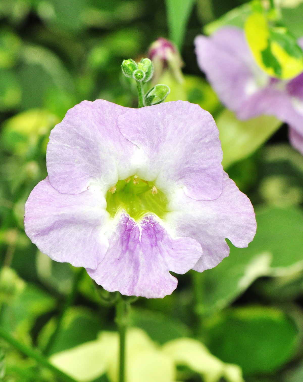 𝘈𝘴𝘺𝘴𝘵𝘢𝘴𝘪𝘢 𝘨𝘢𝘯𝘨𝘦𝘵𝘪𝘤𝘢 ‘Ivory Ribbons’ 斑葉赤道櫻草