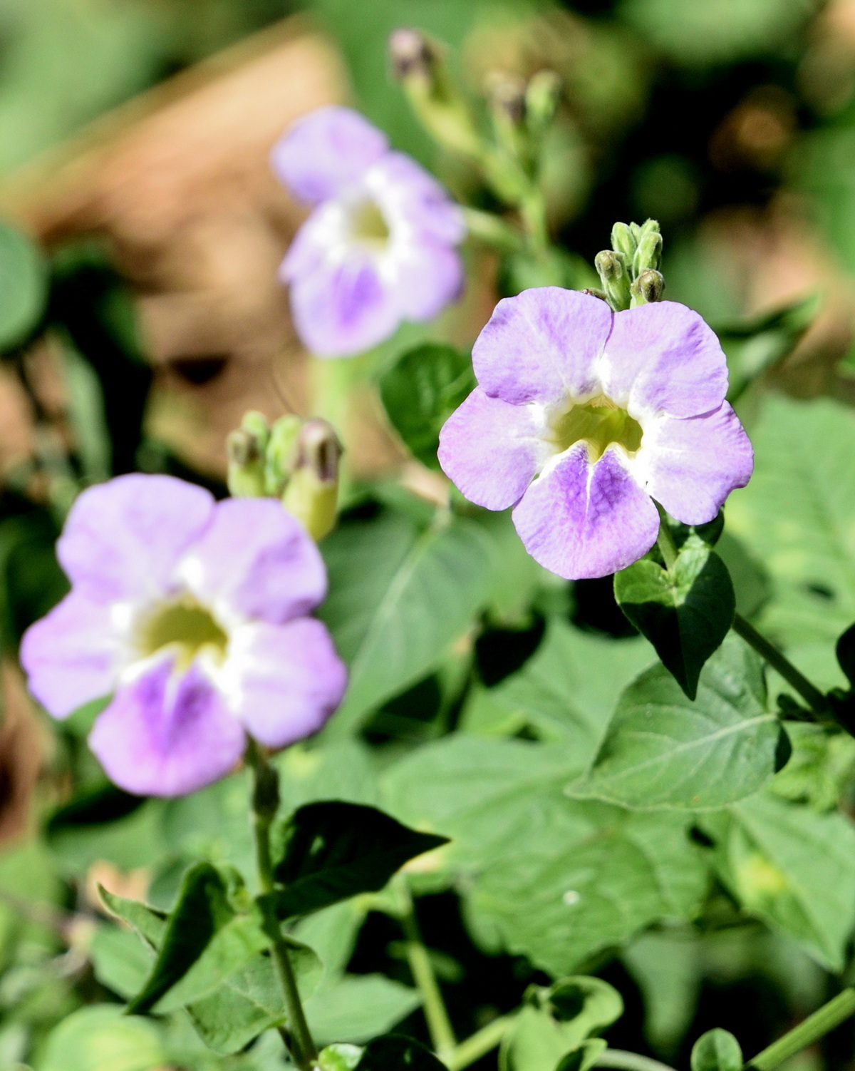 𝘈𝘴𝘺𝘴𝘵𝘢𝘴𝘪𝘢 𝘨𝘢𝘯𝘨𝘦𝘵𝘪𝘤𝘢 赤道櫻草