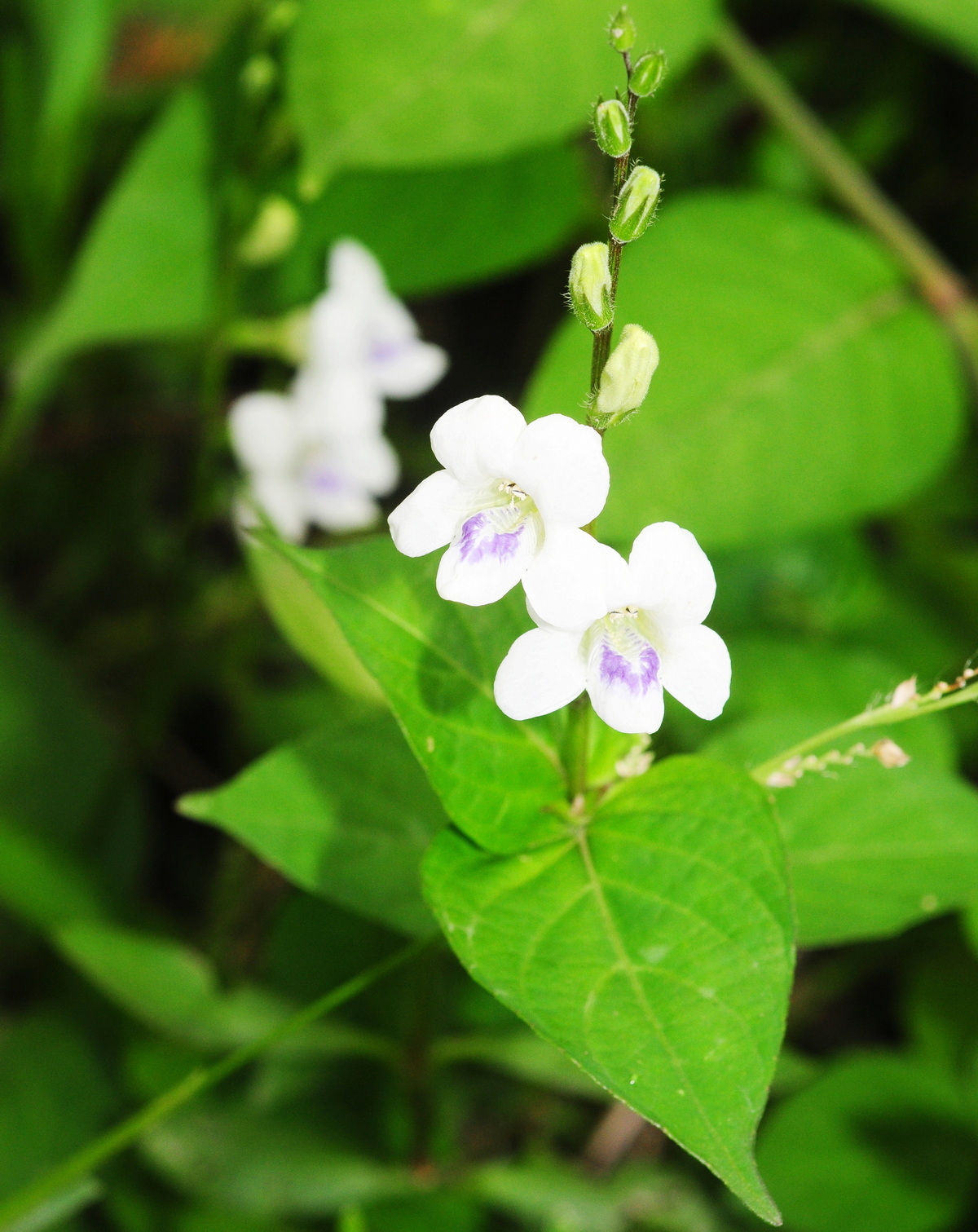 𝘈𝘴𝘺𝘴𝘵𝘢𝘴𝘪𝘢 𝘪𝘯𝘵𝘳𝘶𝘴𝘢 小花寬葉馬偕花