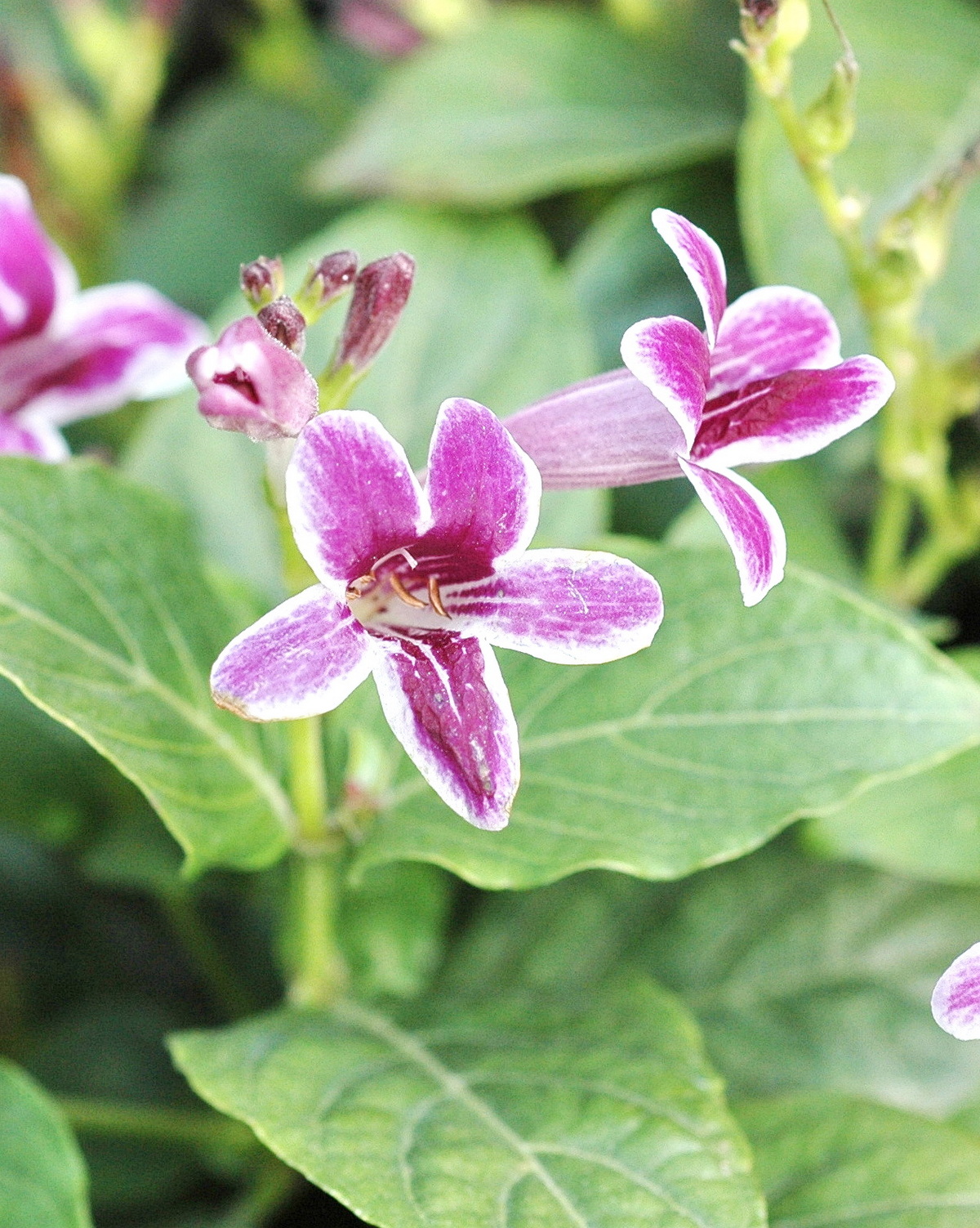 𝘈𝘴𝘺𝘴𝘵𝘢𝘴𝘪𝘢 𝘯𝘦𝘮𝘰𝘳𝘶𝘮 紫鶴花