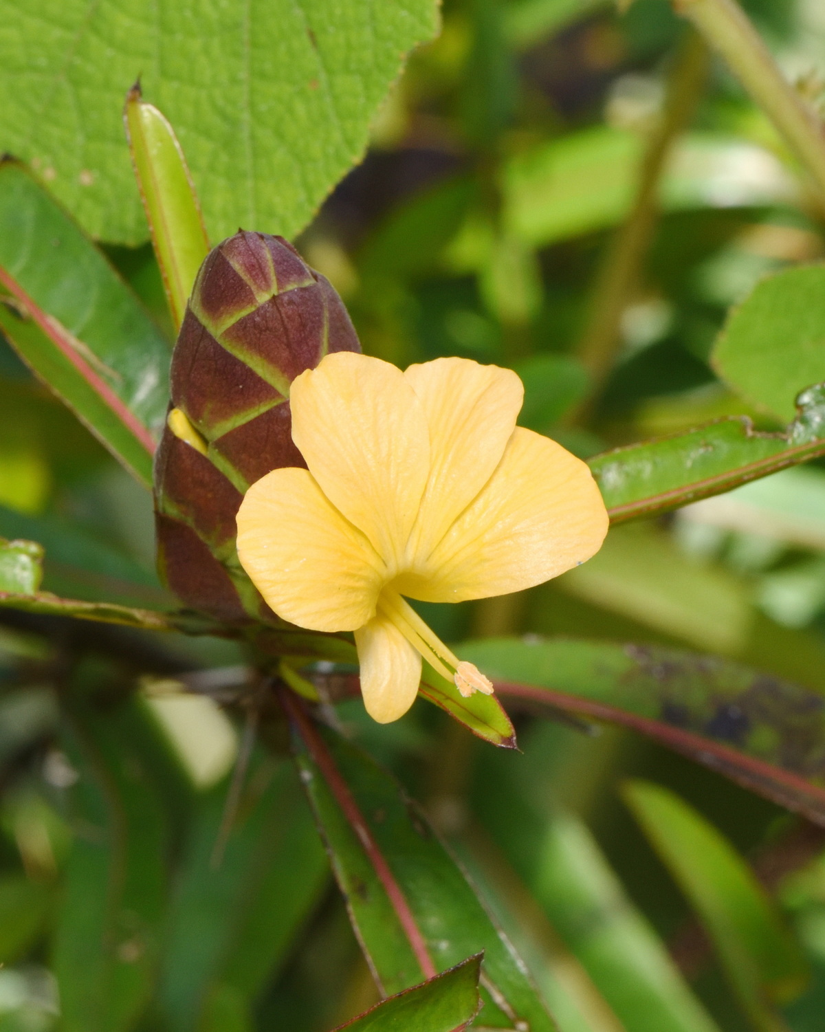 𝘉𝘢𝘳𝘭𝘦𝘳𝘪𝘢 𝘭𝘶𝘱𝘶𝘭𝘪𝘯𝘢 彩葉假杜鵑