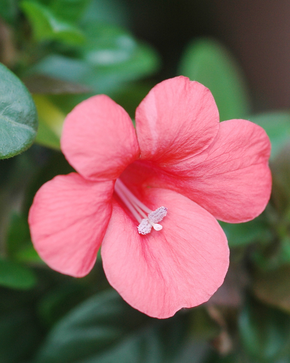 𝘉𝘢𝘳𝘭𝘦𝘳𝘪𝘢 𝘳𝘦𝘱𝘦𝘯𝘴 紅花假杜鵑