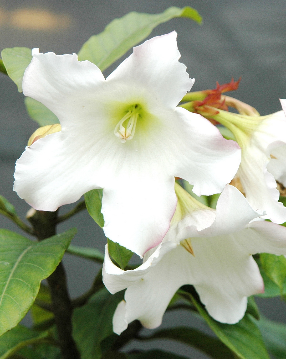 𝘉𝘦𝘢𝘶𝘮𝘰𝘯𝘵𝘪𝘢 𝘨𝘳𝘢𝘯𝘥𝘪𝘧𝘭𝘰𝘳𝘢 清明花