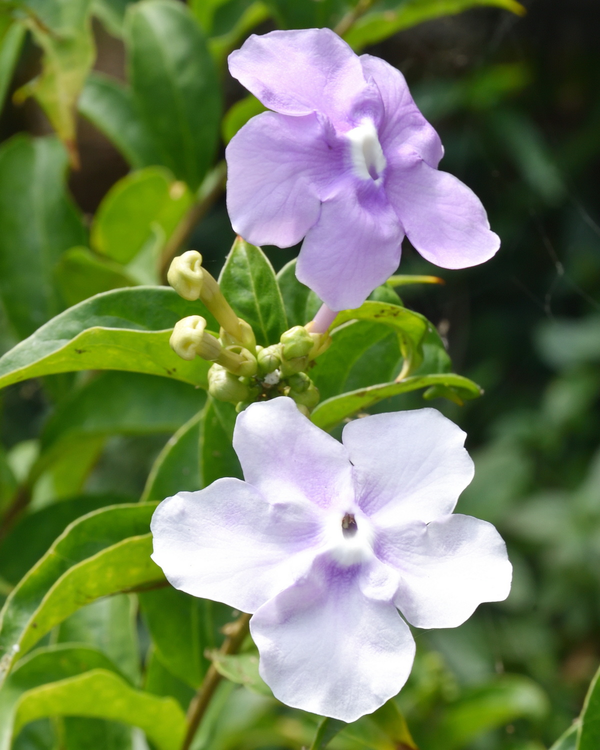 Brunfelsia pauciflora