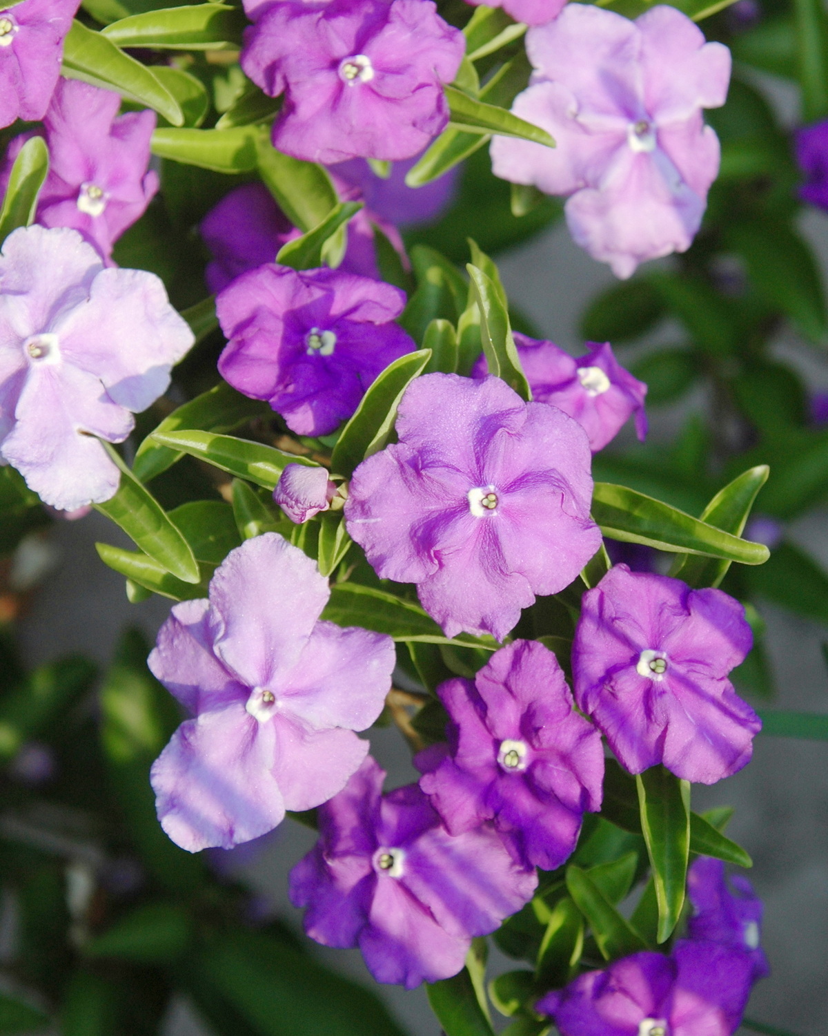 𝘉𝘳𝘶𝘯𝘧𝘦𝘭𝘴𝘪𝘢 𝘶𝘯𝘪𝘧𝘭𝘰𝘳𝘢 五彩茉莉