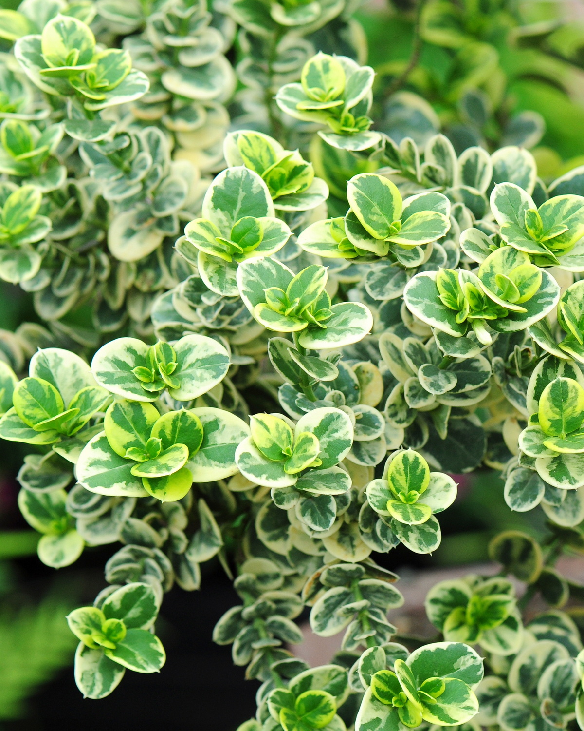 𝘊𝘢𝘳𝘪𝘴𝘴𝘢 𝘮𝘢𝘤𝘳𝘰𝘤𝘢𝘳𝘱𝘢 ‘Humphreyi Variegata’ 矮性斑葉卡利薩