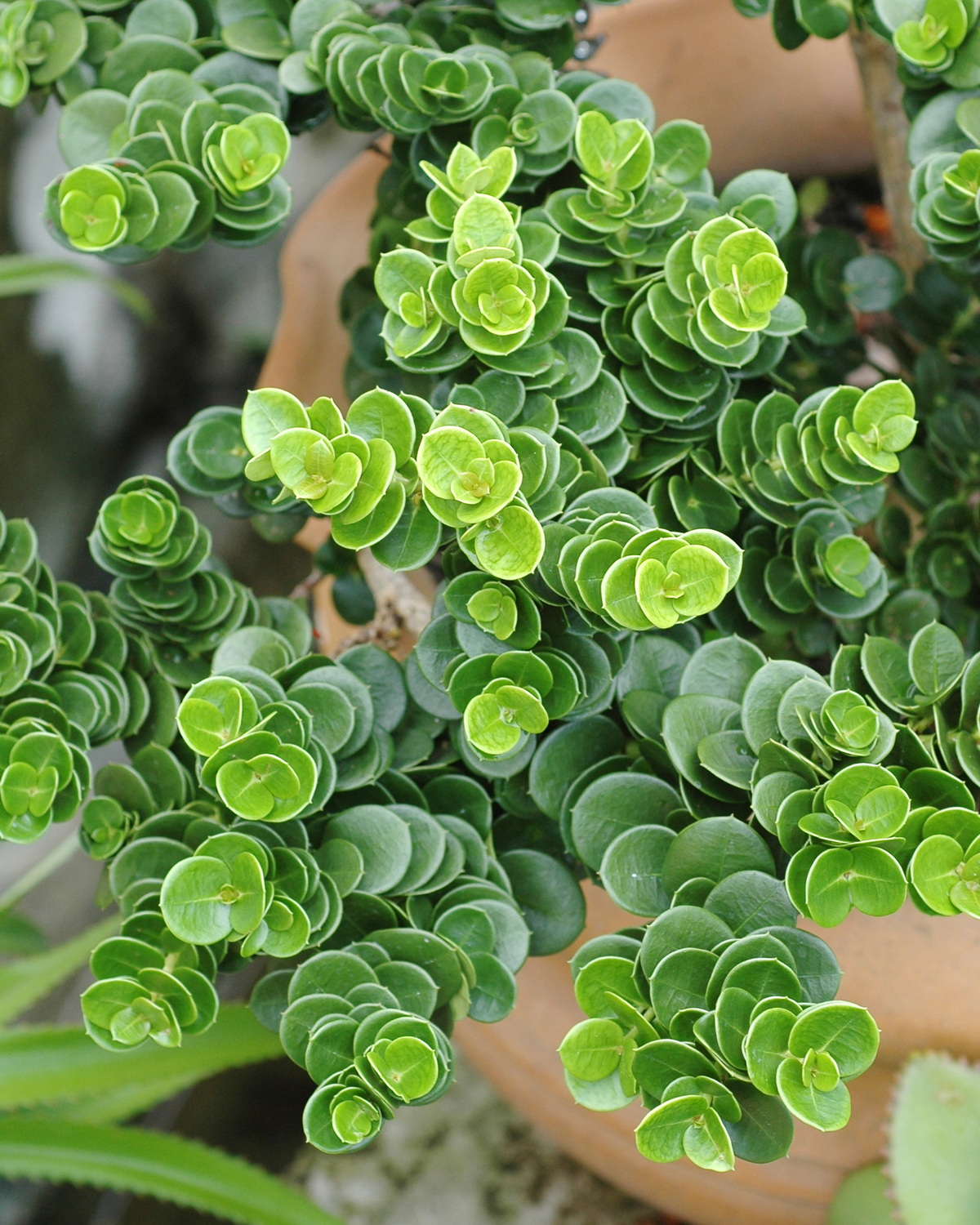 𝘊𝘢𝘳𝘪𝘴𝘴𝘢 𝘮𝘢𝘤𝘳𝘰𝘤𝘢𝘳𝘱𝘢 ‘Nana’ 矮性圓葉卡利薩