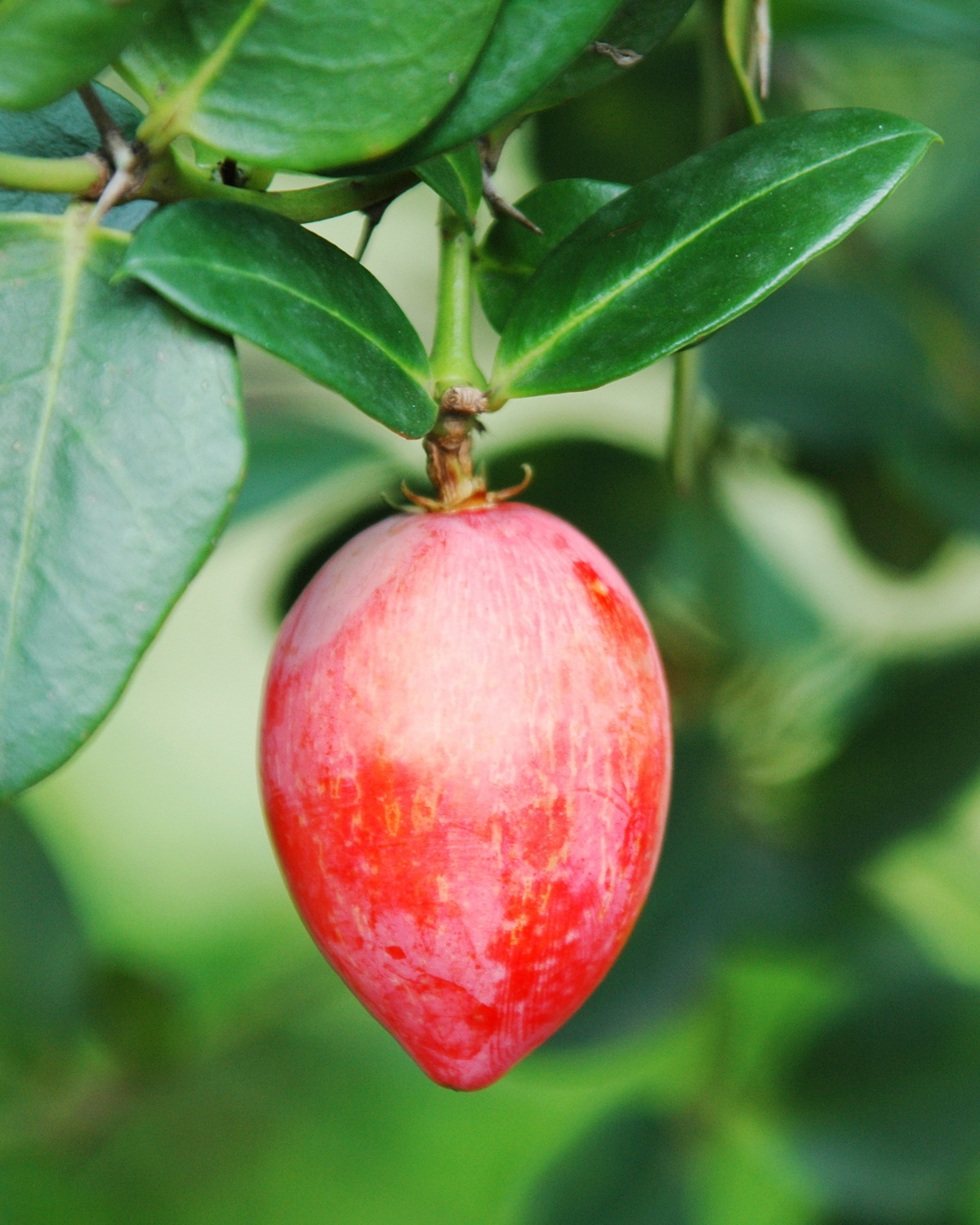 𝘊𝘢𝘳𝘪𝘴𝘴𝘢 𝘮𝘢𝘤𝘳𝘰𝘤𝘢𝘳𝘱𝘢 卡利薩