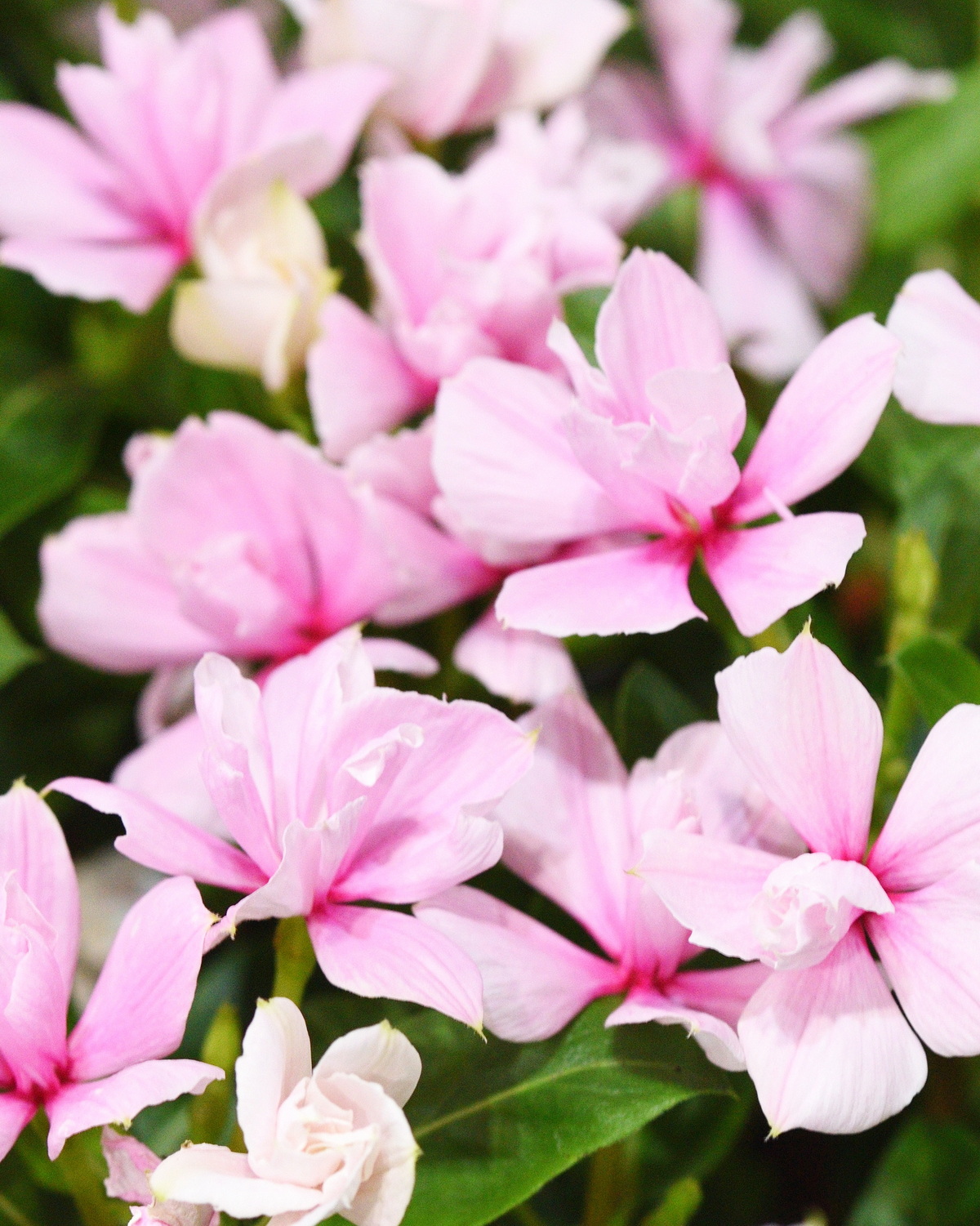 𝘊𝘢𝘵𝘩𝘢𝘳𝘢𝘯𝘵𝘩𝘶𝘴 𝘳𝘰𝘴𝘦𝘶𝘴 ‘Double Type’ 重瓣長春花