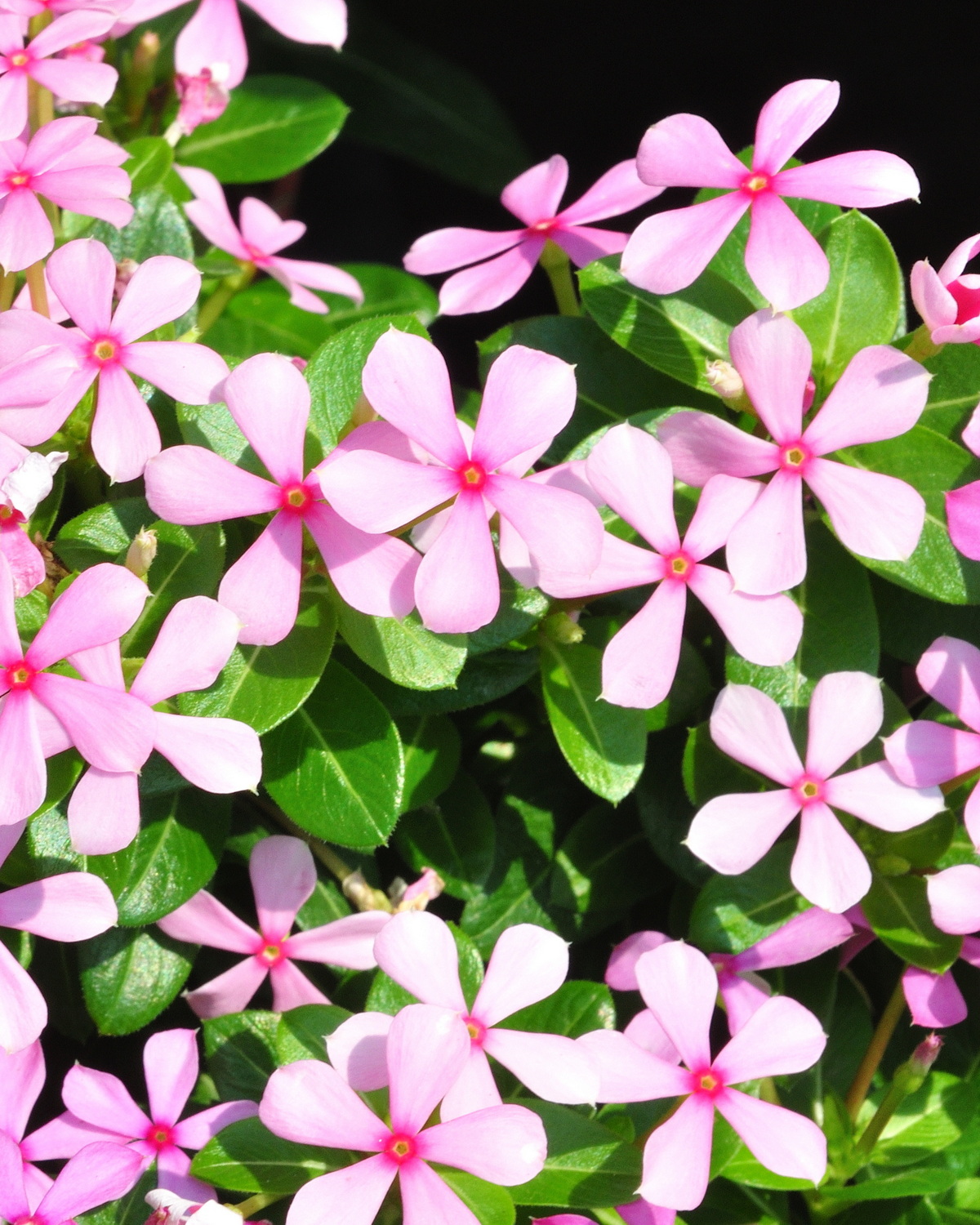 𝘊𝘢𝘵𝘩𝘢𝘳𝘢𝘯𝘵𝘩𝘶𝘴 𝘳𝘰𝘴𝘦𝘶𝘴 ‘Fairy Star’ 迷你長春花’仙女之星’