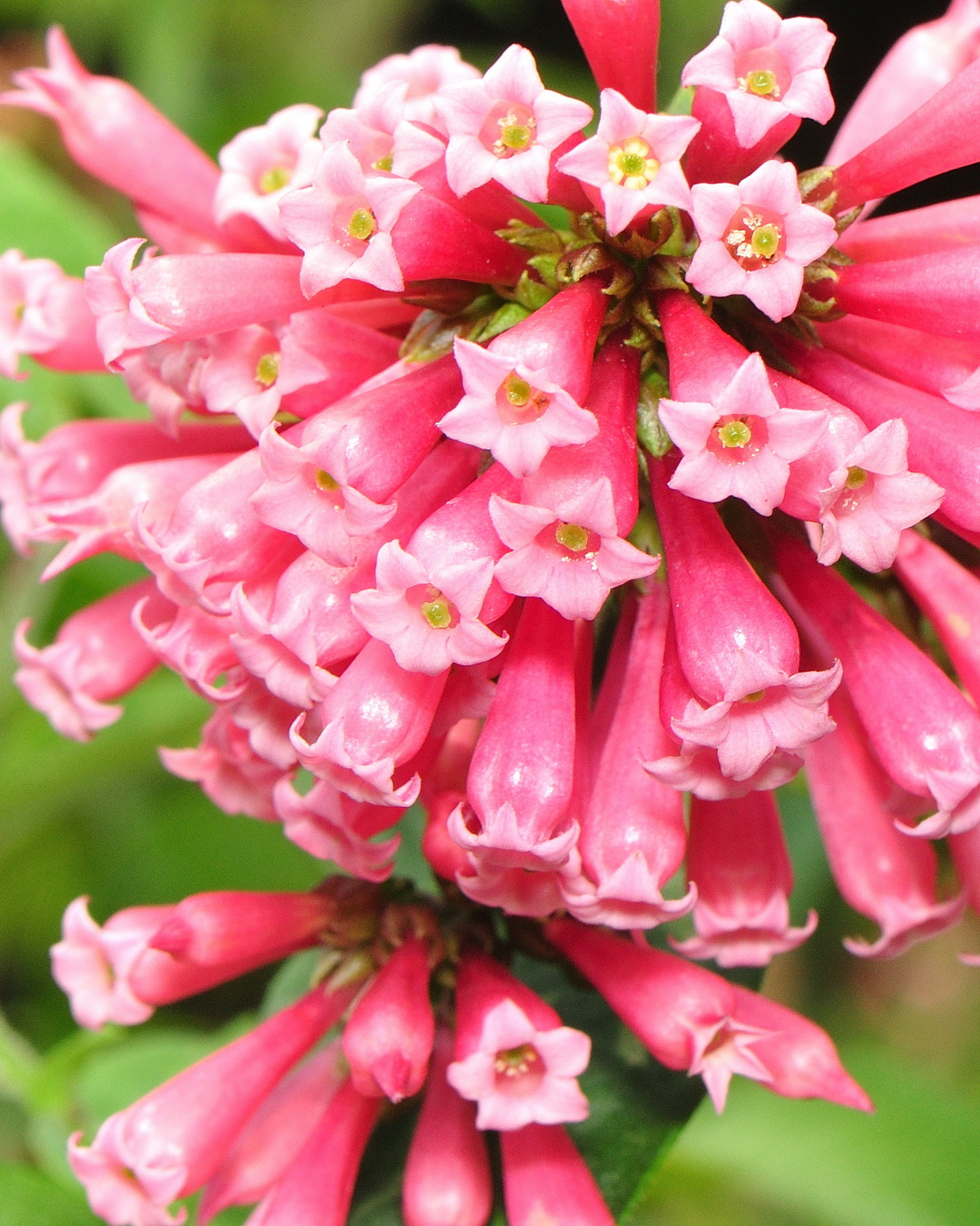 𝘊𝘦𝘴𝘵𝘳𝘶𝘮 𝘦𝘭𝘦𝘨𝘢𝘯𝘴 粉夜香木