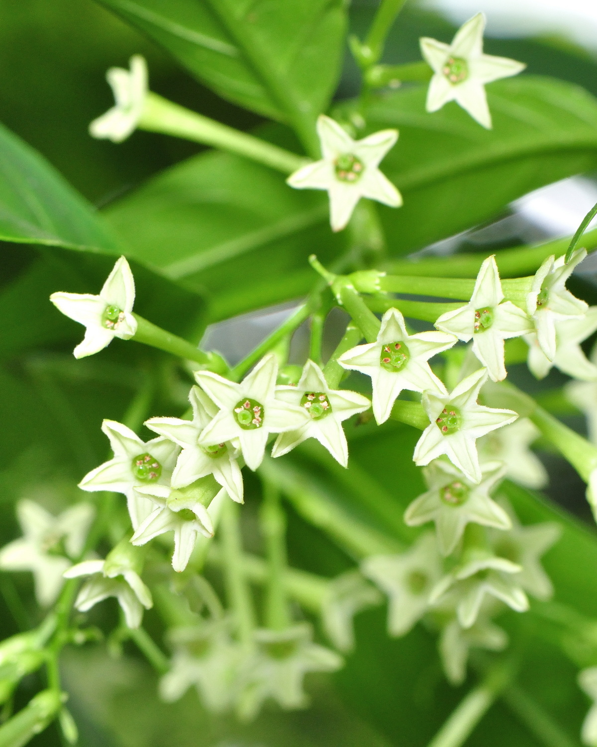 𝘊𝘦𝘴𝘵𝘳𝘶𝘮 𝘯𝘰𝘤𝘵𝘶𝘳𝘯𝘶𝘮 夜香木