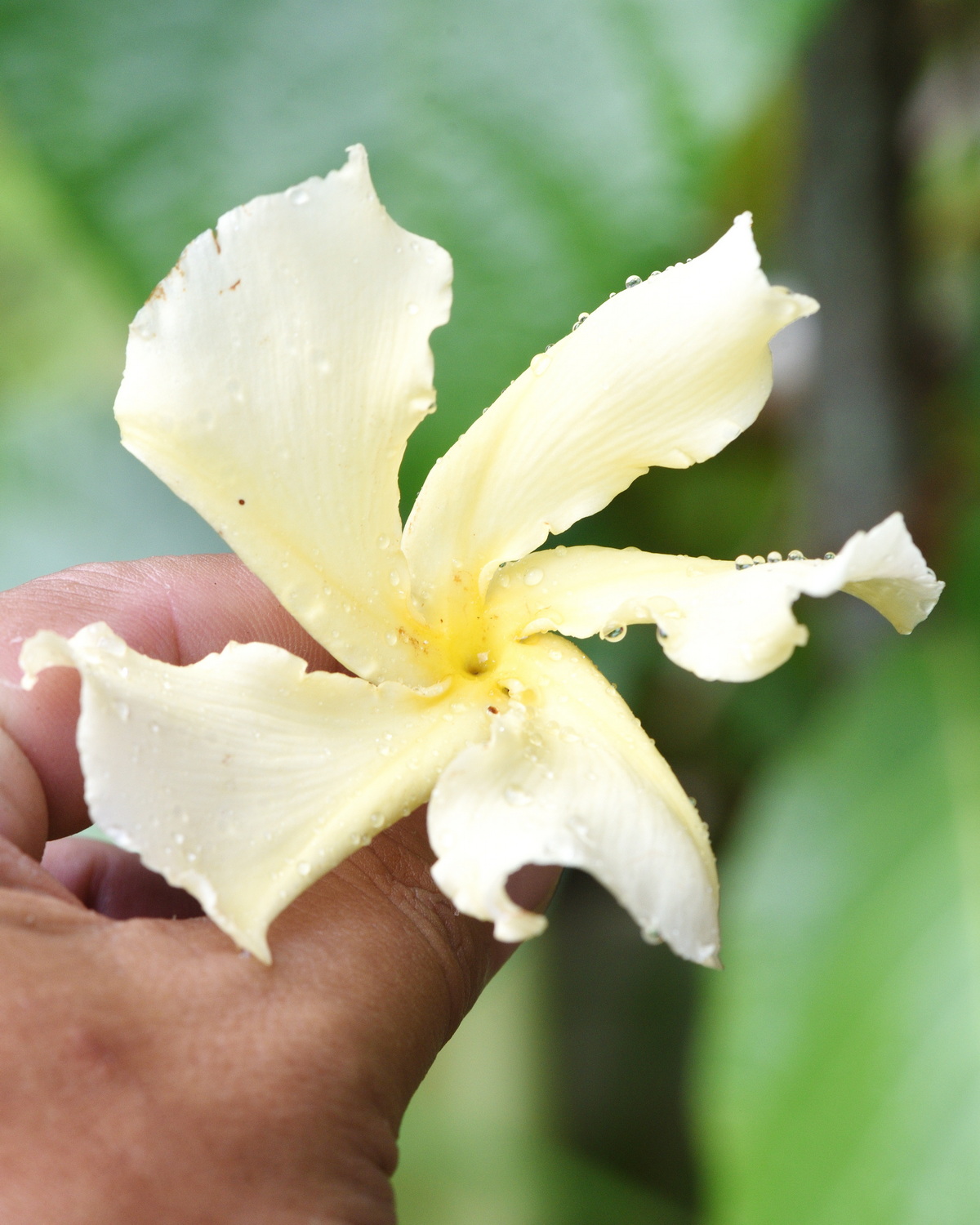 𝘊𝘩𝘰𝘯𝘦𝘮𝘰𝘳𝘱𝘩𝘢 𝘧𝘳𝘢𝘨𝘳𝘢𝘯𝘴 芳香鹿角藤