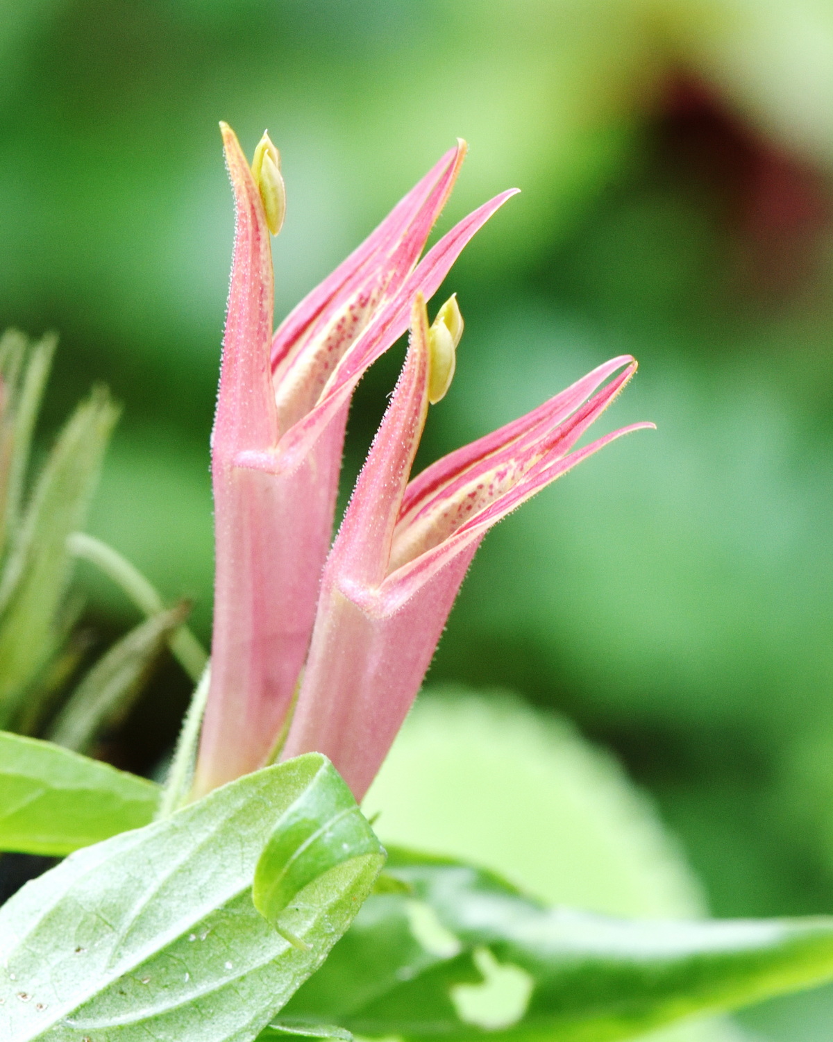 𝘊𝘭𝘪𝘯𝘢𝘤𝘢𝘯𝘵𝘩𝘶𝘴 𝘯𝘶𝘵𝘢𝘯𝘴 鱷嘴花